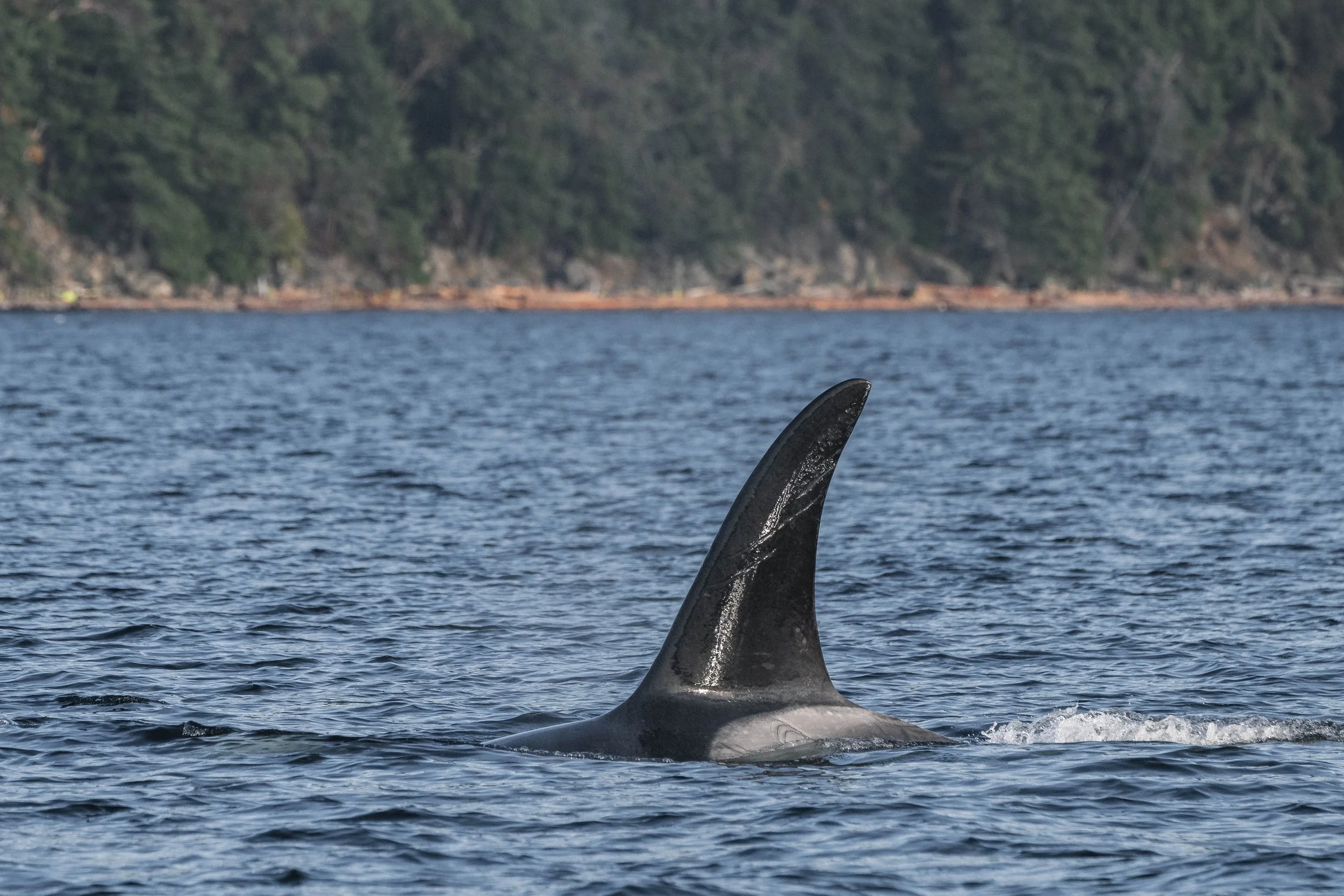  Looks like T049A3 Nat has some new scarring on his saddle patch and dorsal fin. 