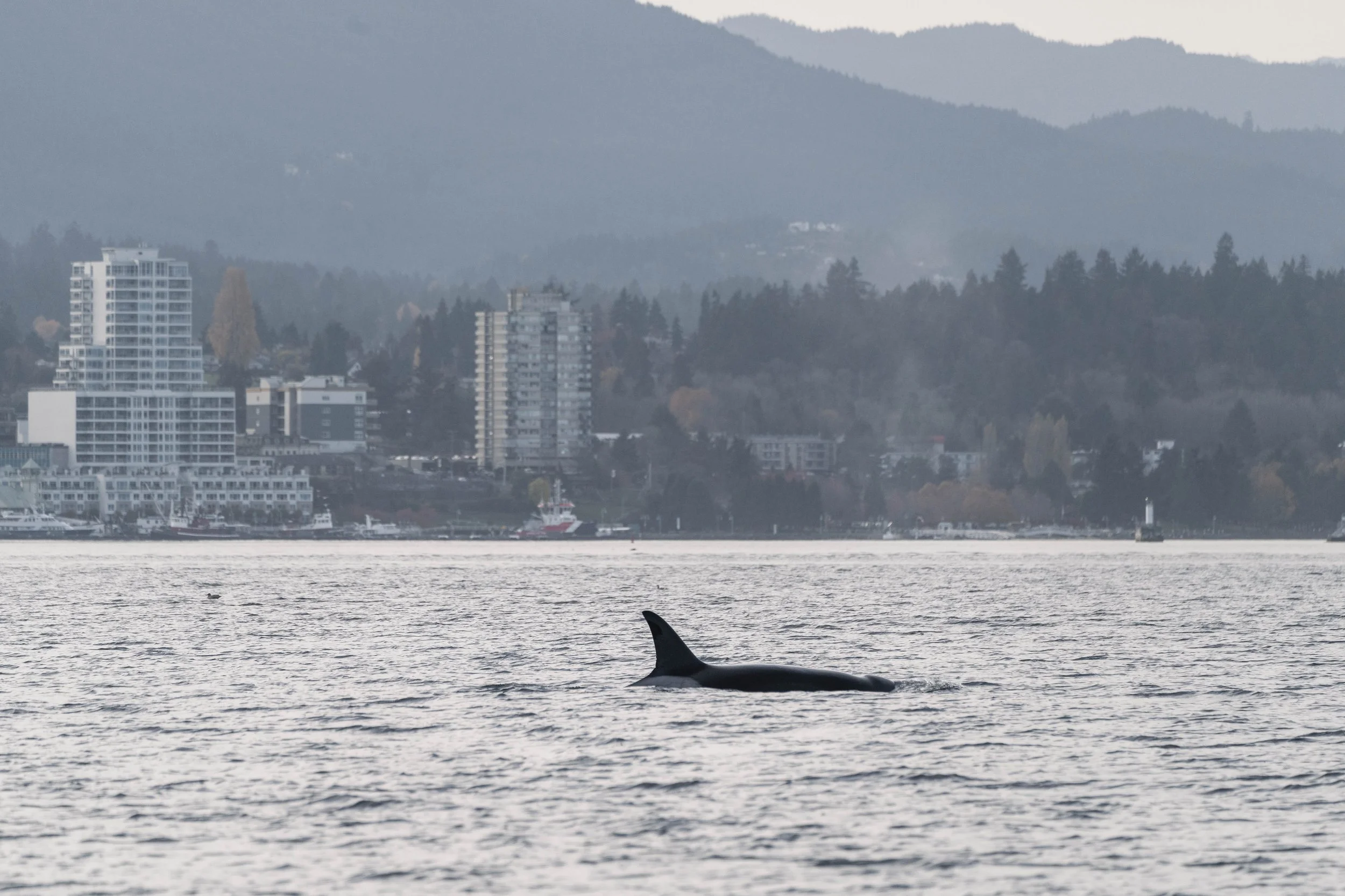  T049A Nan with Nanaimo as her background. Did you know that she was named for the city becuase of how often she is seen around here? 