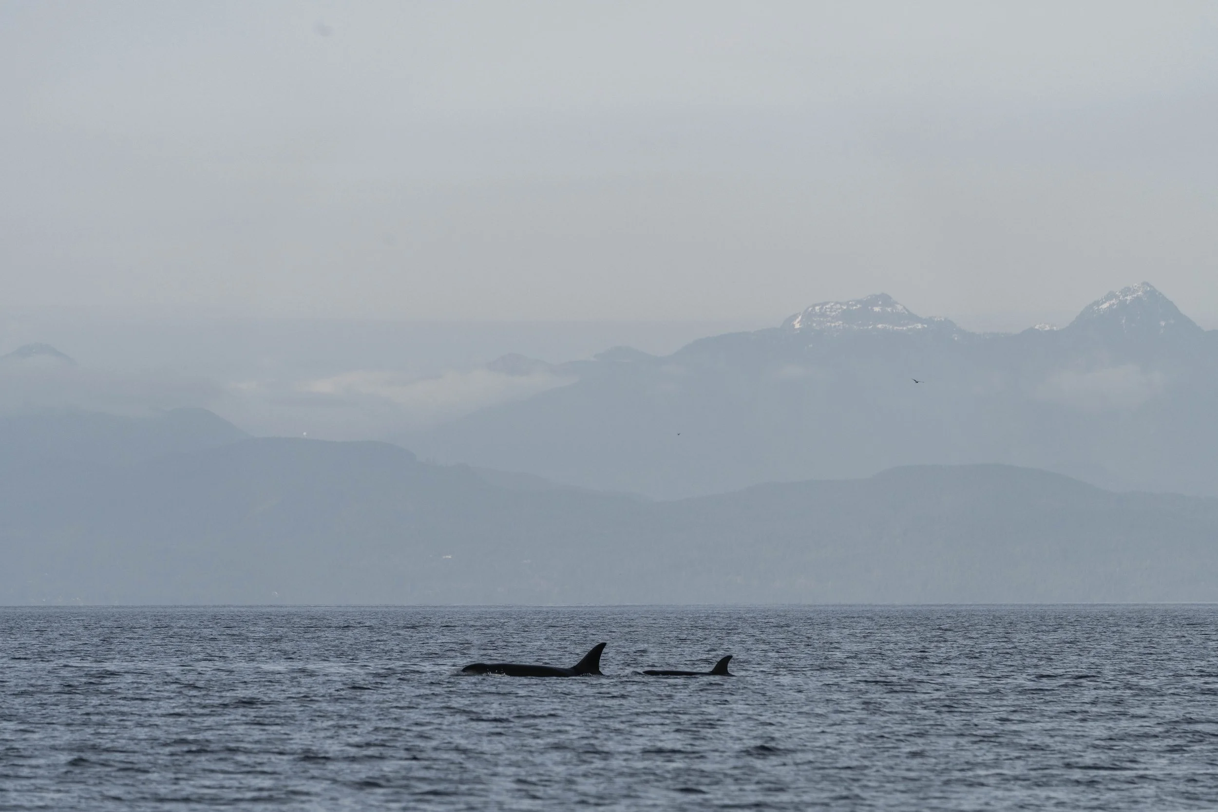  T049A Nan surfacing with her youngest, T049A6 Charlie II. 