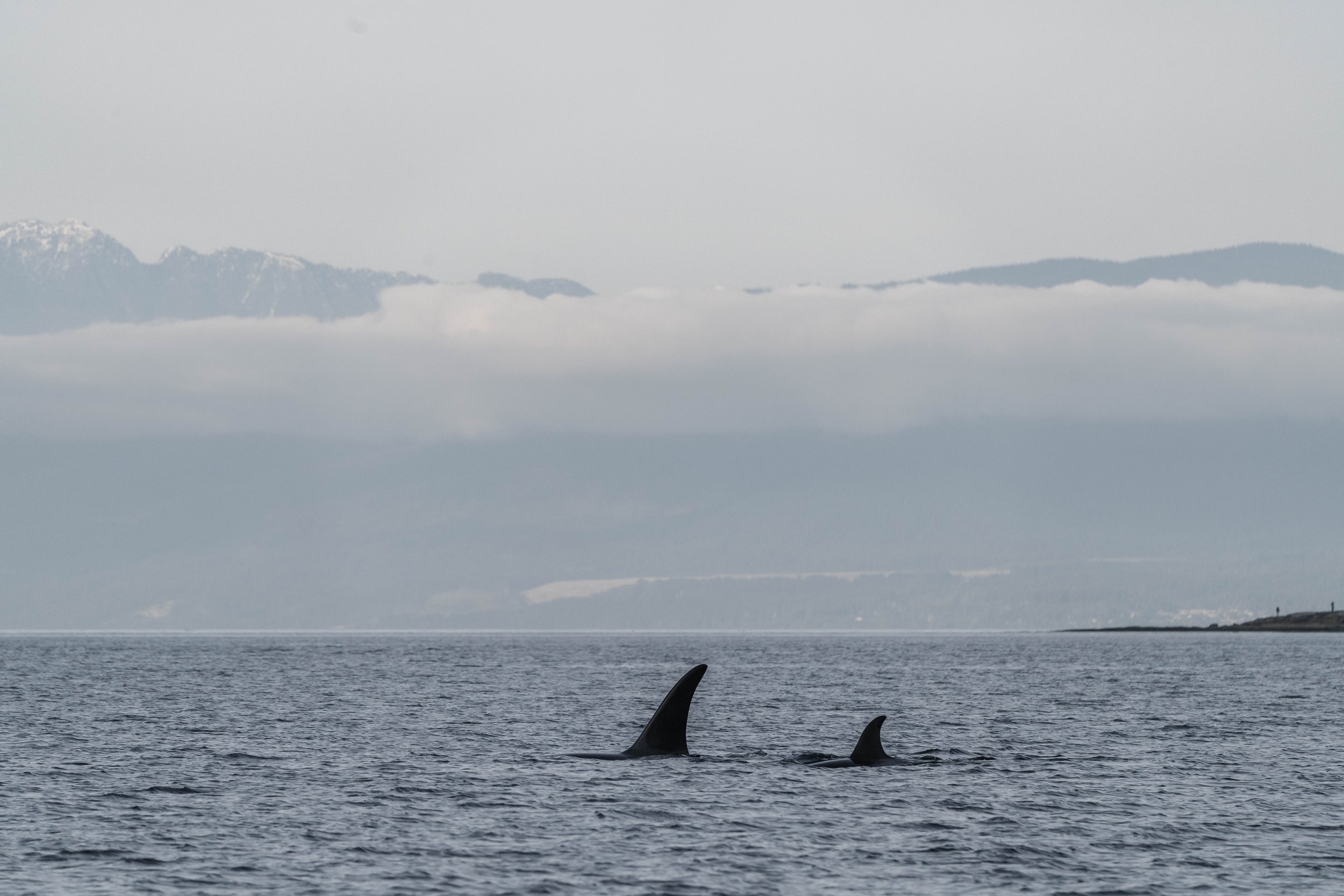  T049A3 Nat and T049A5 Nebula surfacing together. 