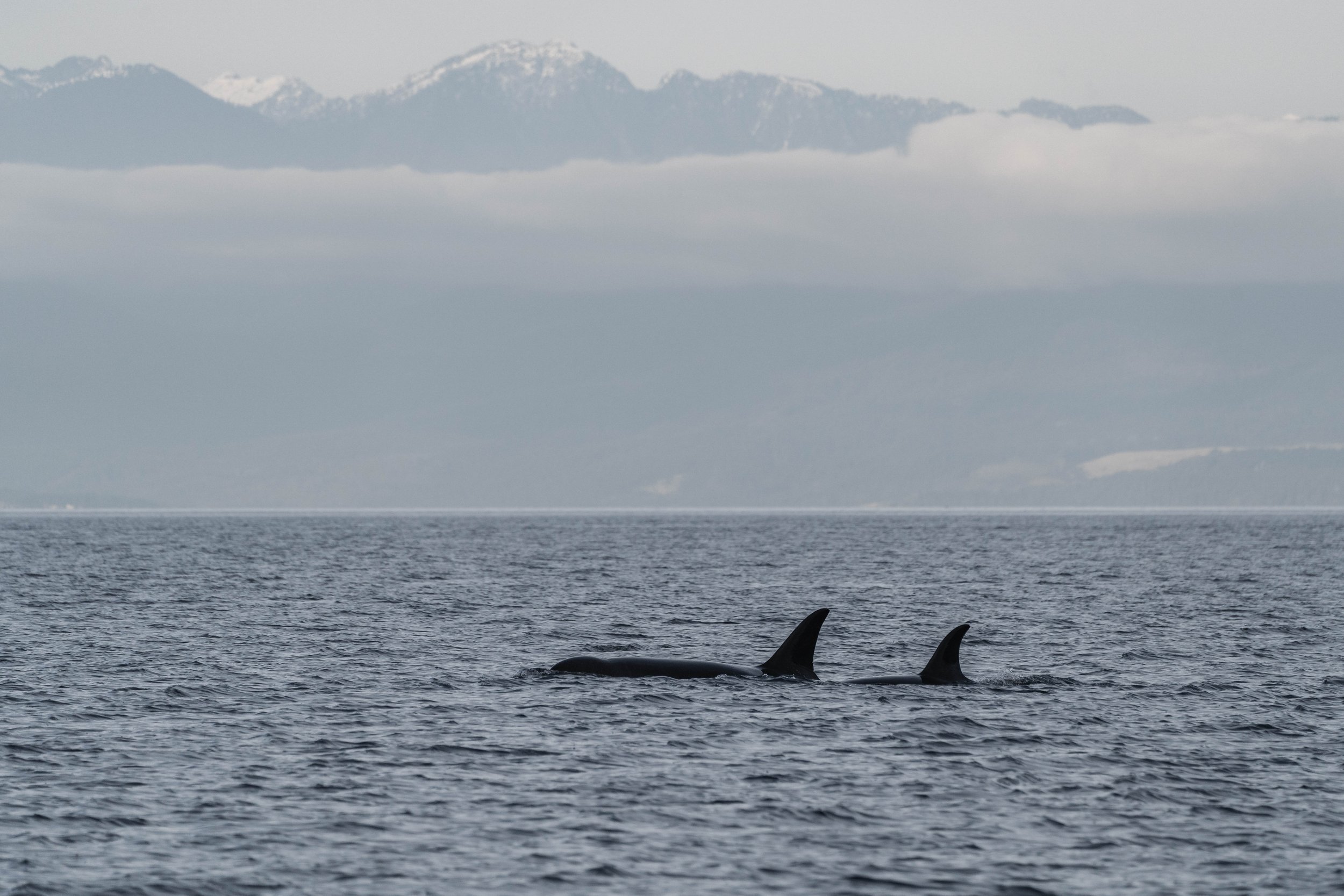  T049A Nan surfacing with T049A5 Nebula, featuring the coastal mountains int he background. 