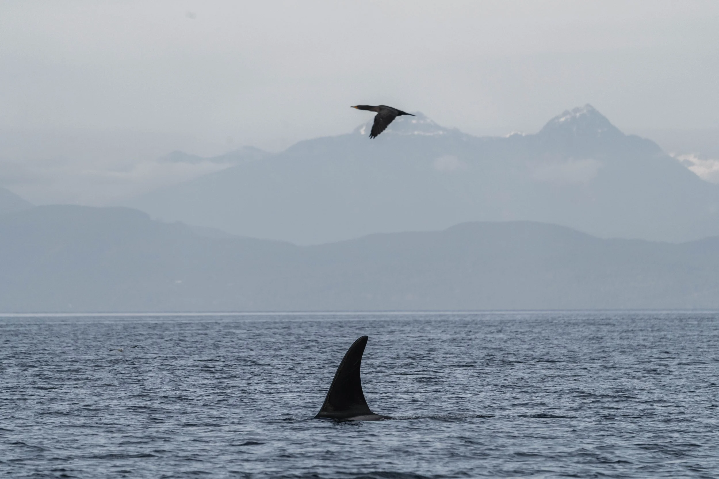  T049A3 Nat surfacing with a cormorant flying overhead. 