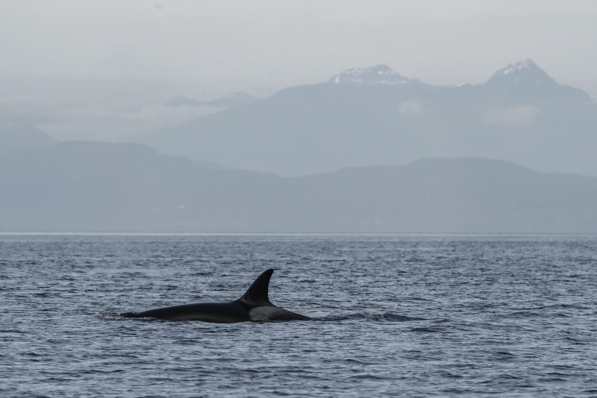  A beautiful look at T049A Nan in front of the mountains. 