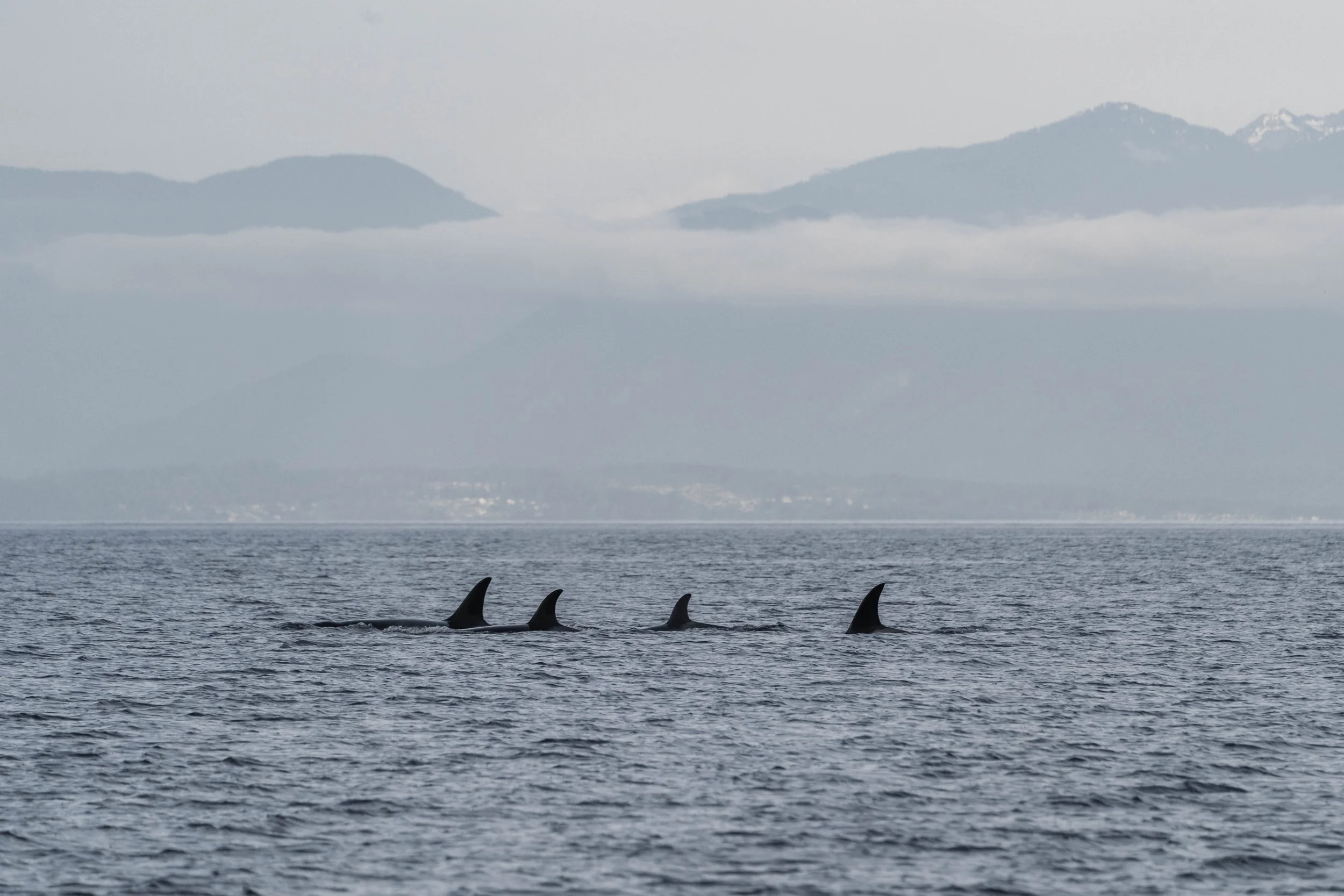 November 11, 2025 - Tempest and Graphite outside Nanaimo, and the T049As taking us home! 