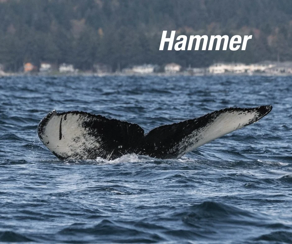 Isn&rsquo;t it amazing how our Marine Naturalists can recognize almost every whale we see on our tours? 🐋
Here&rsquo;s a peek into how they do it! 👇

To identify a humpback whale, we look at the underside of its tail (fluke), which can span up to 2