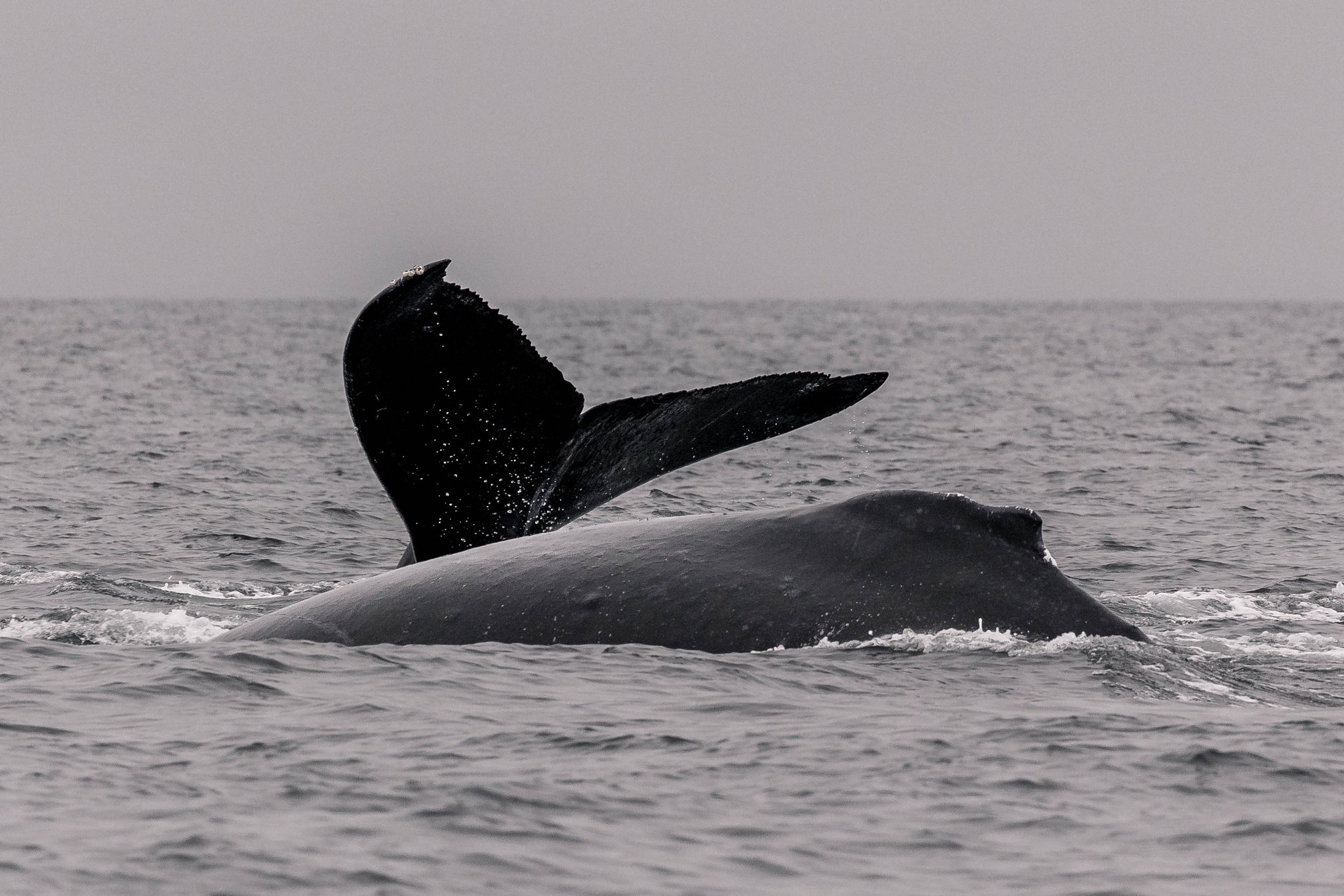 November 15, 2025 - A trio of humpbacks, followed by a trio of orca