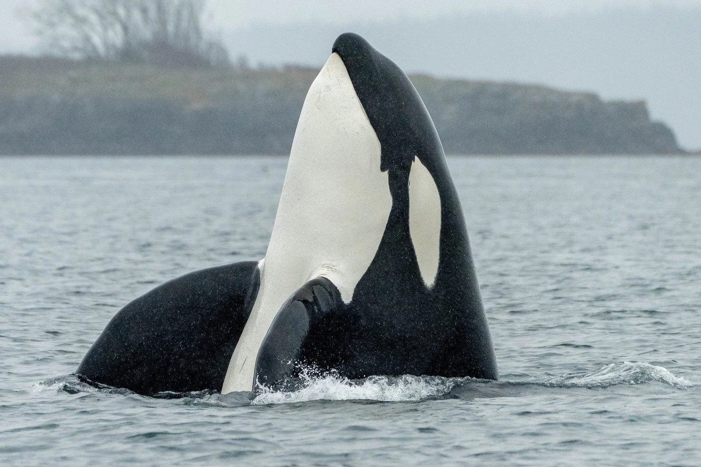 👀 A spy hop gives a whale a view above the waves, and this is what it looks like in action! 

Although whales spend most of their time beneath the surface, they also need to be able to see above to help them hunt, avoid danger, and navigate their en