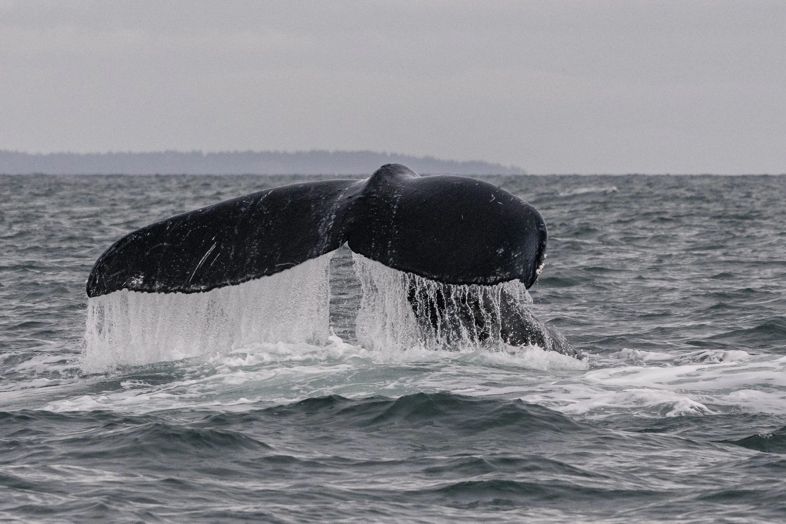 November 23, 2025 - Graphite makes a 'splash' outside Porlier Pass with friends!