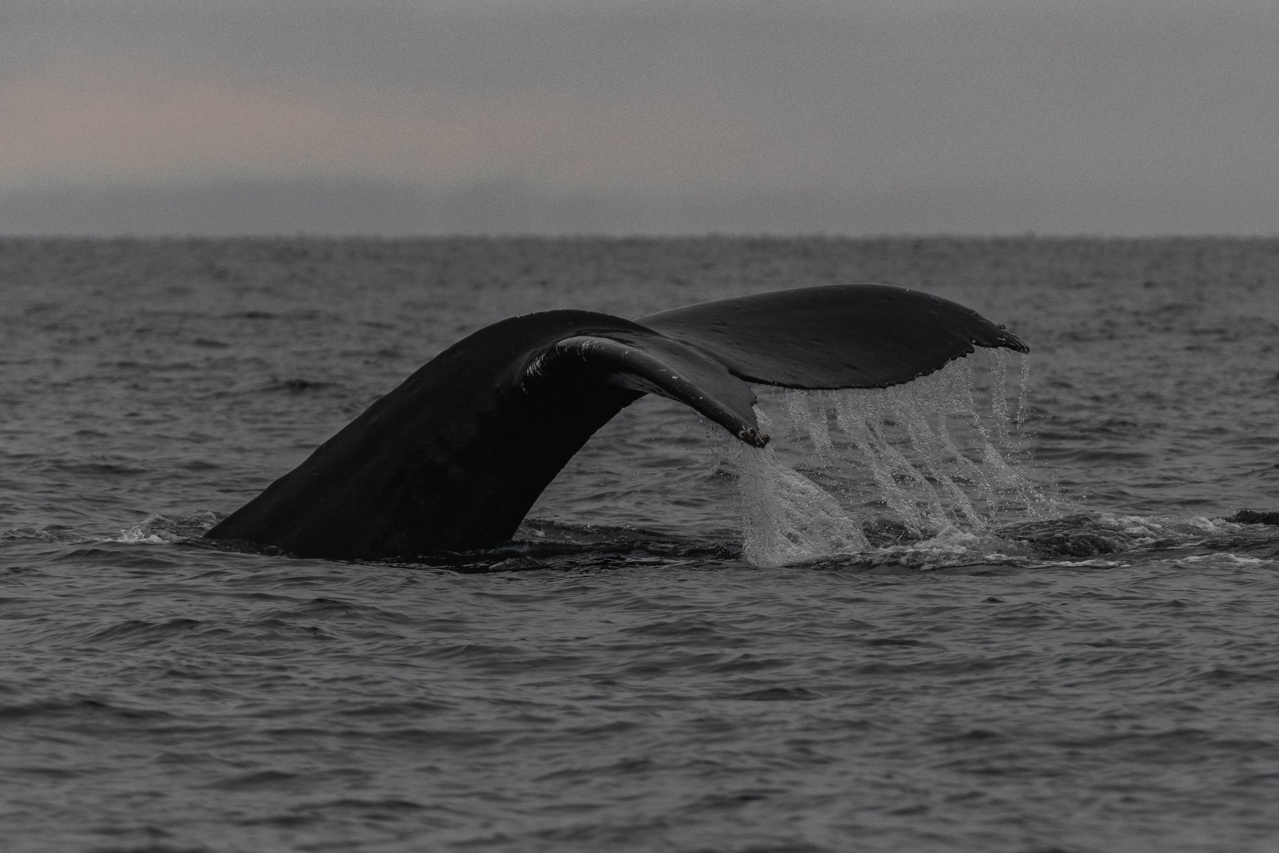 November 26, 2025 - A Day Spent with Gentle Giants in the Salish Sea