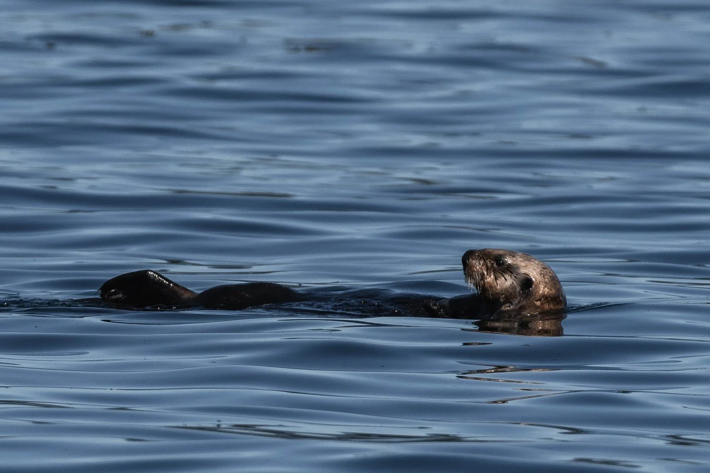 Did you know we spotted Sea Otters on 𝑻𝑾𝑶 of our tours within a year?! 🦦

Now, that number might not sound groundbreaking&hellip; but over the last six years, our sightings were a grand total of zero. So for us, this is very exciting news!

Sea O