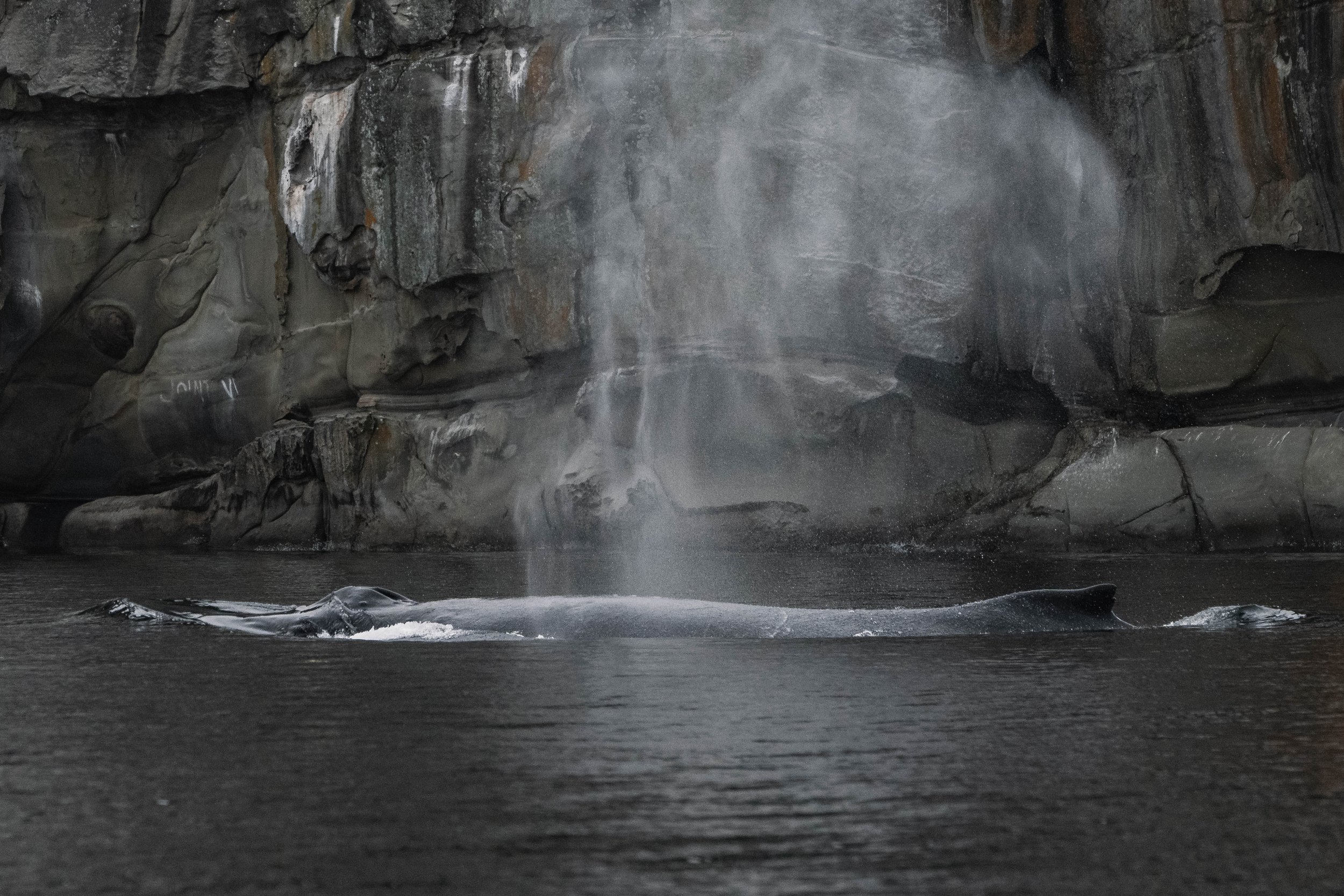 November 14, 2025 - A calm day in the Salish Sea with some gentle giants