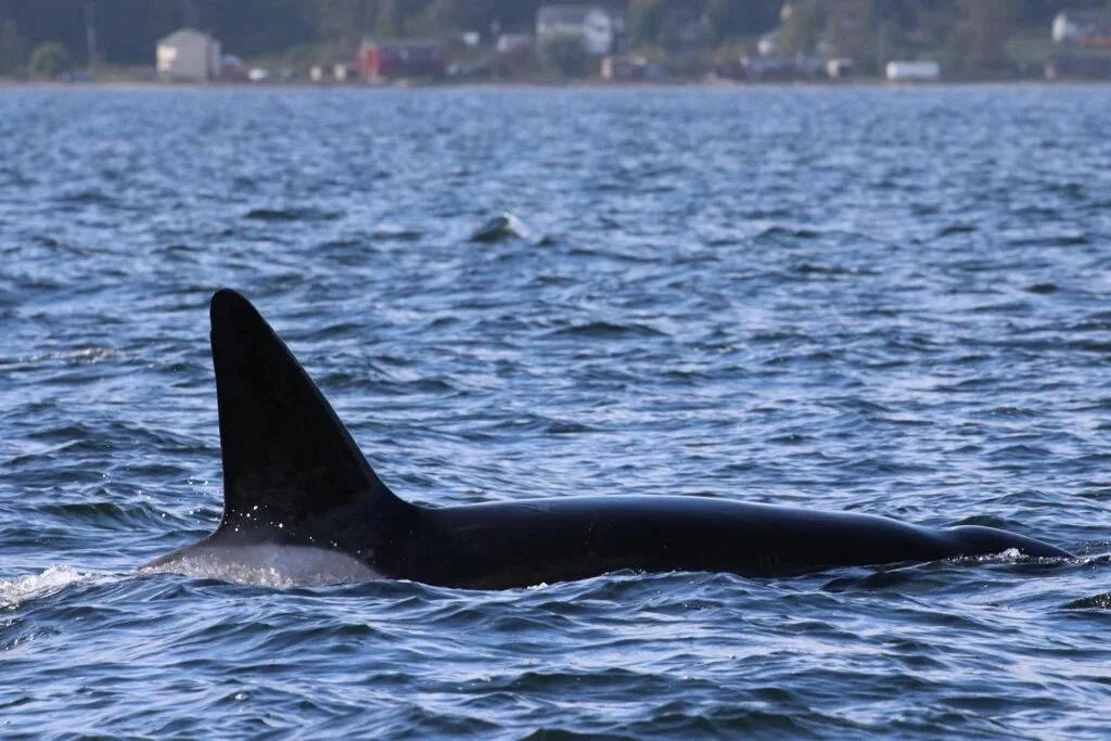 When you see the same whales year after year, you get to see some truly incredible transformations - especially from our growing orca males.
One of the best examples is T049A2 Jude! His towering dorsal fin has become a fan-favourite sight in the Sali