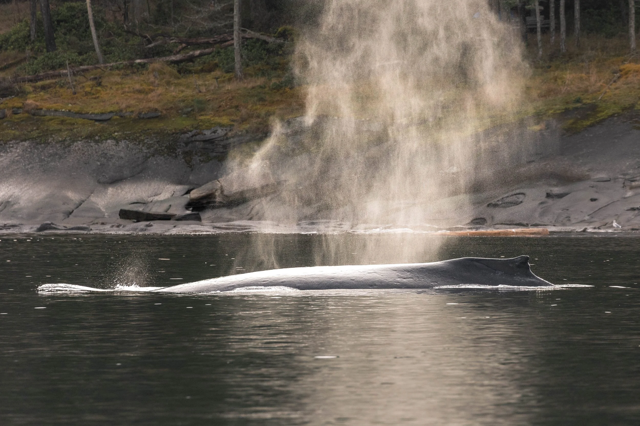 December 6, 2025 - Hungry Humpbacks on a cool December day