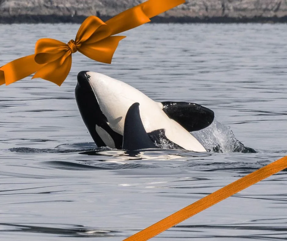 Looking for a last-minute gift that they're going to love?

Give the Gift of Adventure with one of our Gift Certificates! 

Gift certificates never expire and have no blackout dates.

Use this link to get yours today!
👇
https://loom.ly/aWQUGRE
👆

?