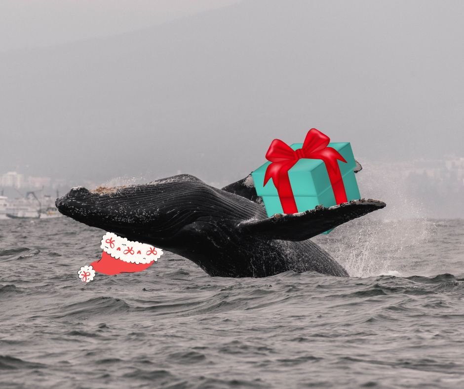 All of us here at Vancouver Island Whale Watch wish you a 🐋✨whaley✨🐋 Happy Holiday! 🎅

Including Prowler, the humpback, bringing you a present! 

📸: Marine Naturalist Aly Kohlman, June 25, 2025