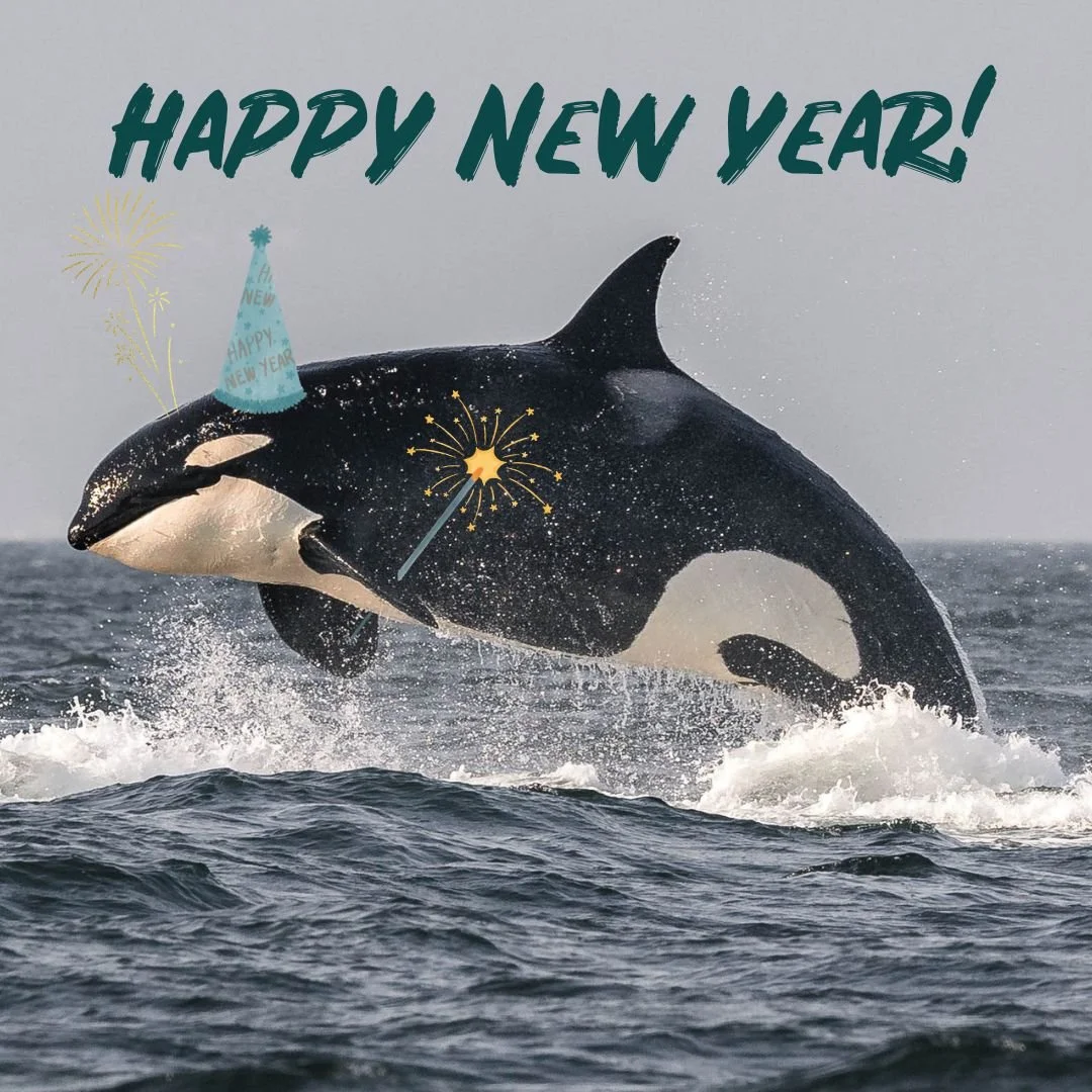 Goodbye 2025, and hello 2026! We wish everyone a Happy and safe New Year, filled with lots of fun and exciting whale encounters! 🐋

📸: Hayleigh Hilbert