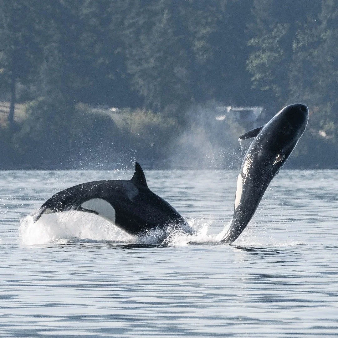 We are jumping with joy, as our regular tours begin once again in one week! 🐋
We are excited for the 2026 season to begin and to see what adventures this year holds for us!
Join us on a trip on Kula, our Semi-Covered vessel, running tours daily at 1
