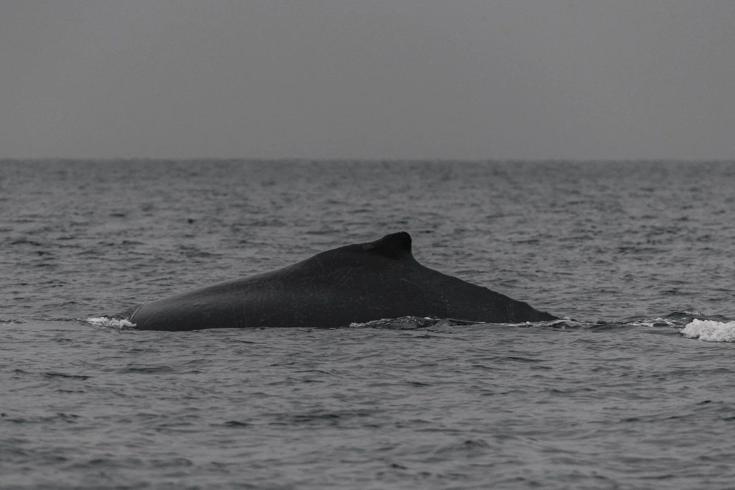 We are so excited for the days to start getting longer and warmer - come on, Spring! We are waiting! 😴

📸: Velvet (BCY1186), Aly Kohlman, November 26, 2025 

 #vanislandwhalewatch #humpback #humpbackwhales #humpbacks #humpbackwhaleseason