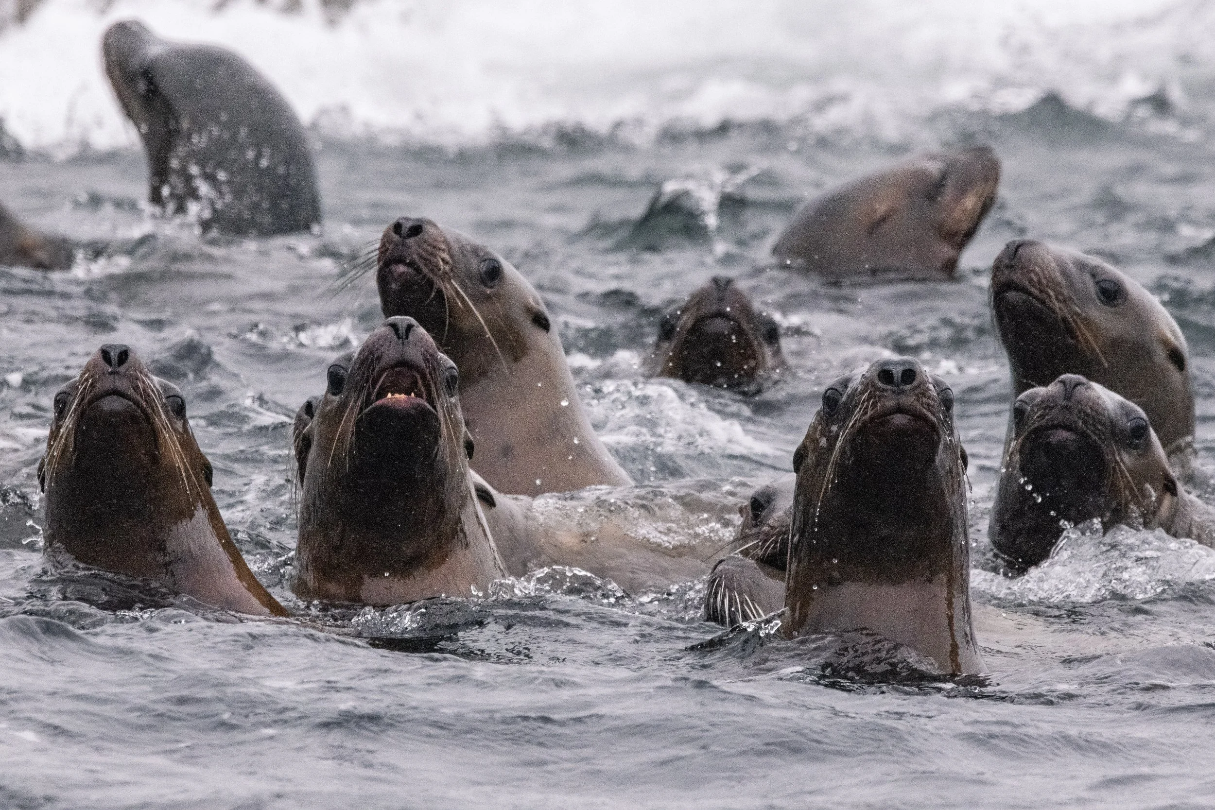 February 2, 2026 - Peering around the Southern Gulf Islands