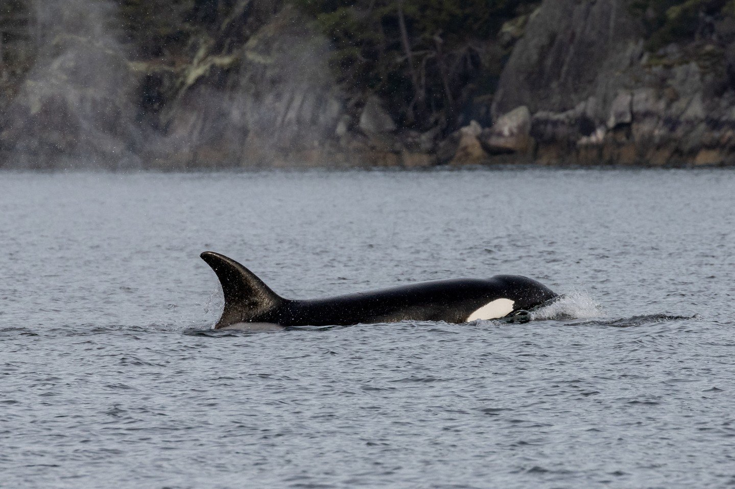 ❄️ Ever wondered how marine mammals around Vancouver Island stay warm through our chilly winter months? ❄️

Luckily for them, they&rsquo;ve got a few clever tricks up their sleeves 💪

First, as mammals, they generate their own heat through metabolis