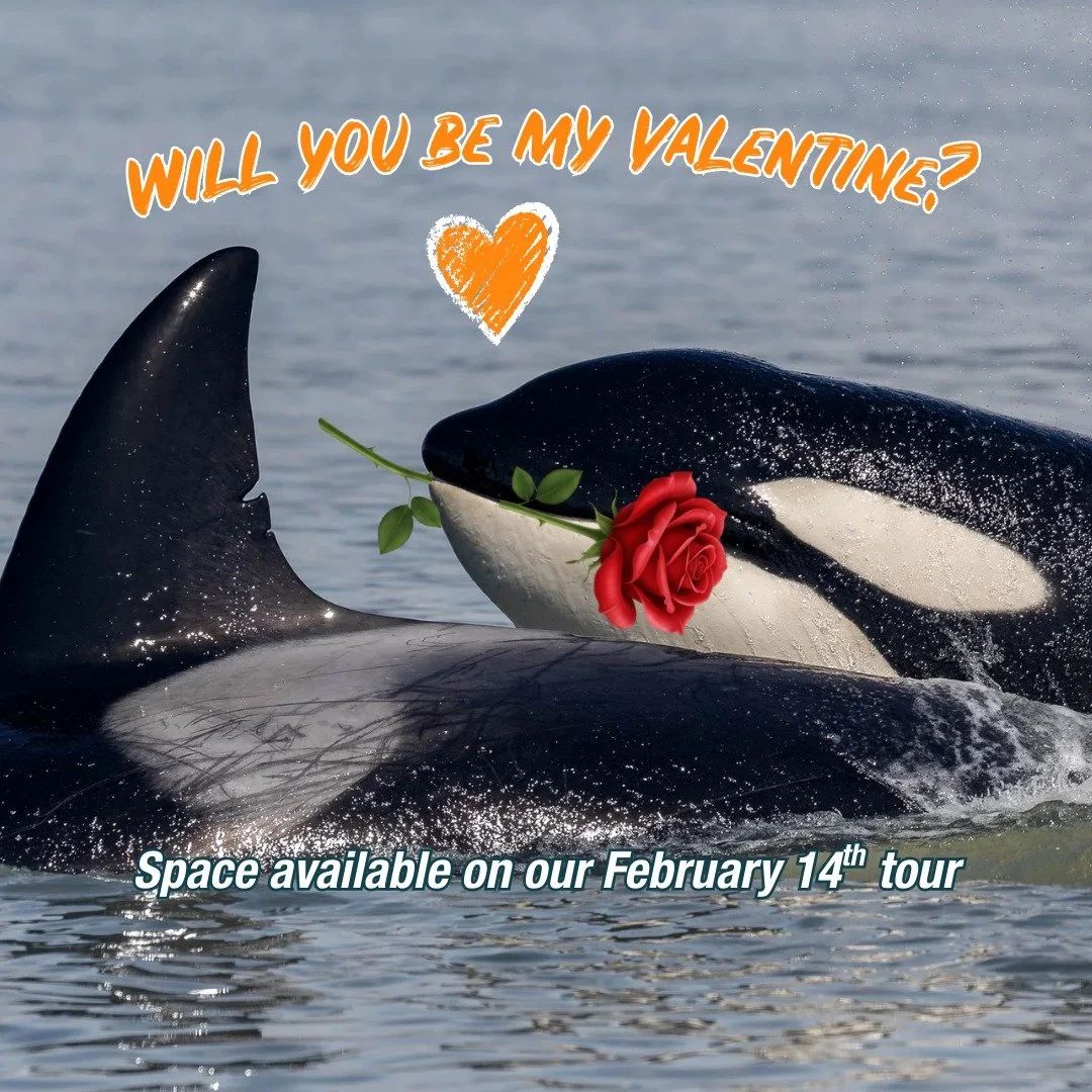 Love is in the air&hellip; and on the water 💙🐋

Looking for a Valentine&rsquo;s Day plan that&rsquo;s a little more wow than dinner reservations? We still have space available on our February 14th whale watching tour! Share an unforgettable adventu