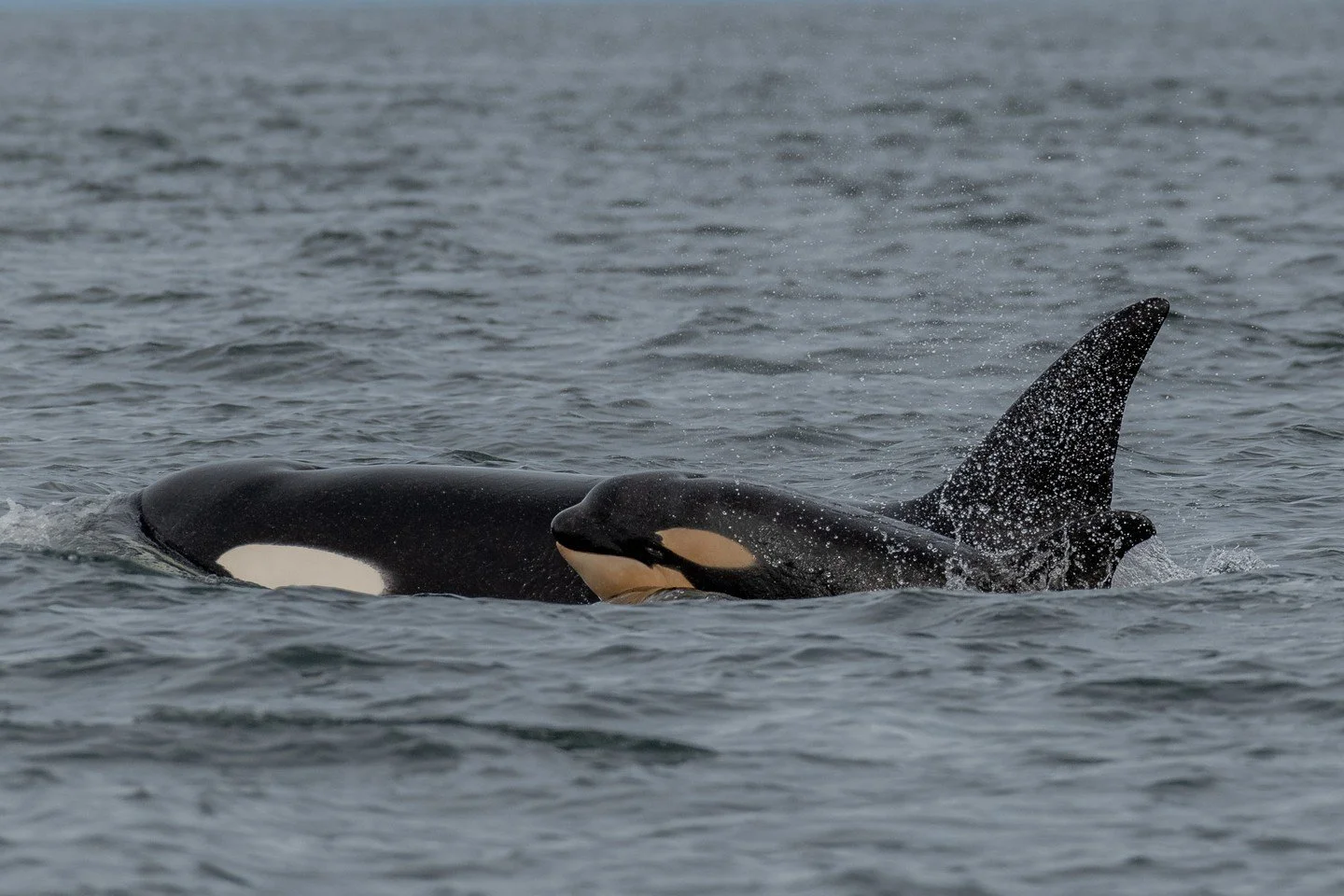 Did you know there&rsquo;s no official &ldquo;baby season&rdquo; for orca calves? 👶🐋

Orca calves can arrive at any time of year, making every sighting a potential surprise.

Pregnancy is no small feat either, orca have one of the longest gestation