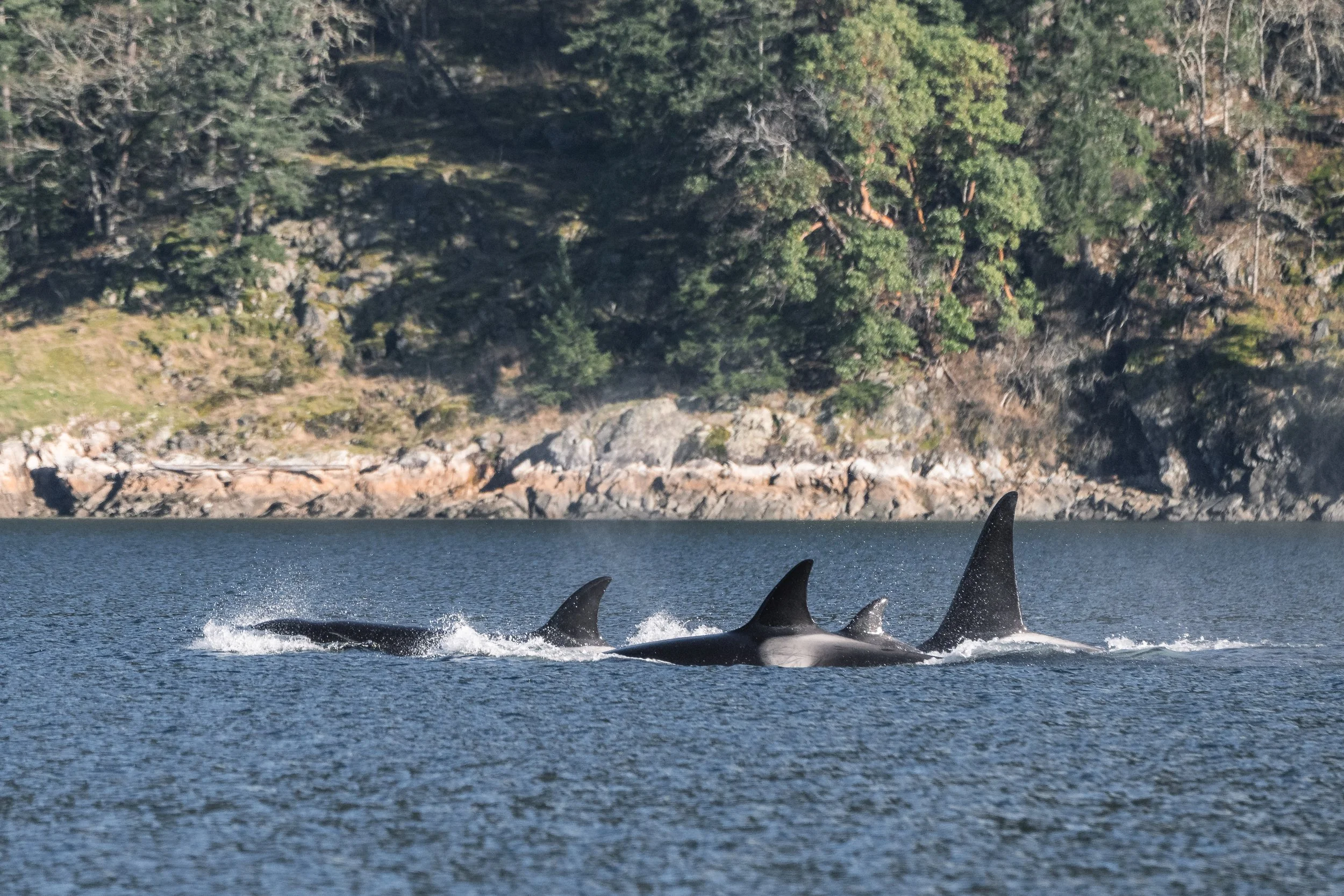 February 10, 2026 - The T030Bs and T099s together, plus an eagle feeding frenzy in the Strait