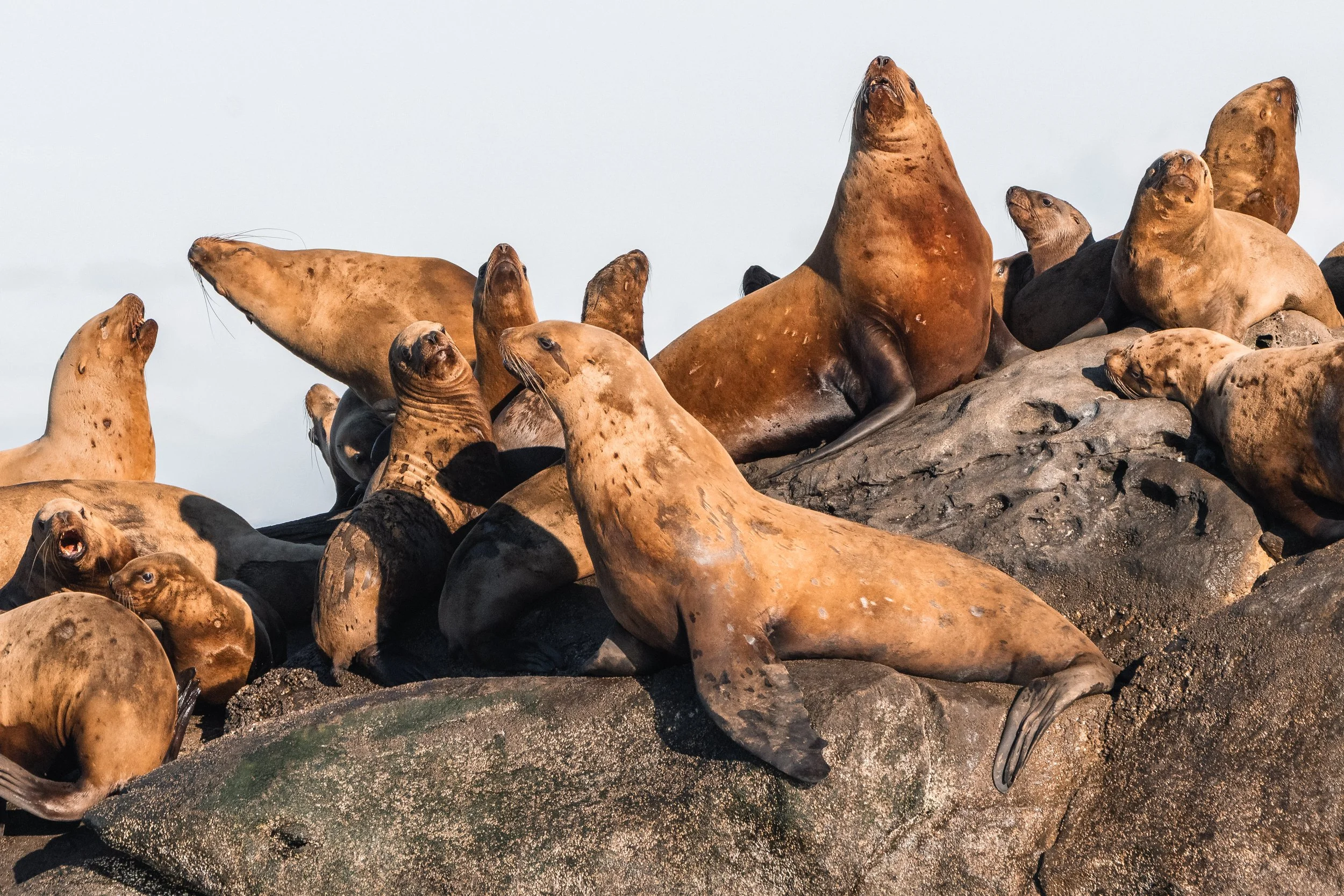A Steller Sea Lion jumping into the water