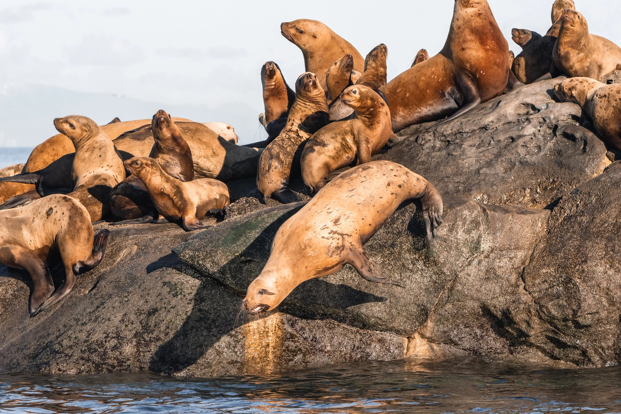 A Steller Sea Lion jumping into the water