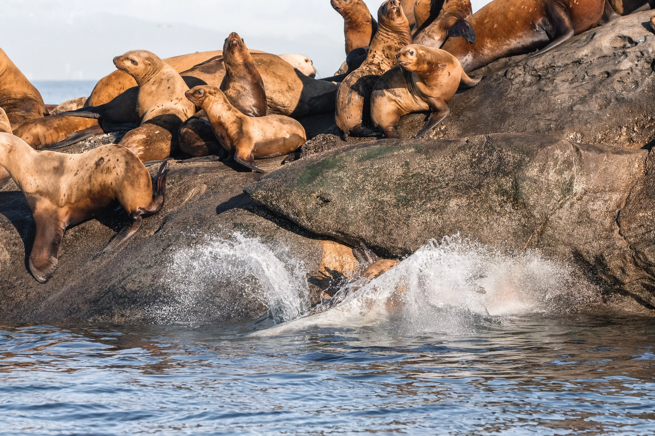 A Steller Sea Lion jumping into the water