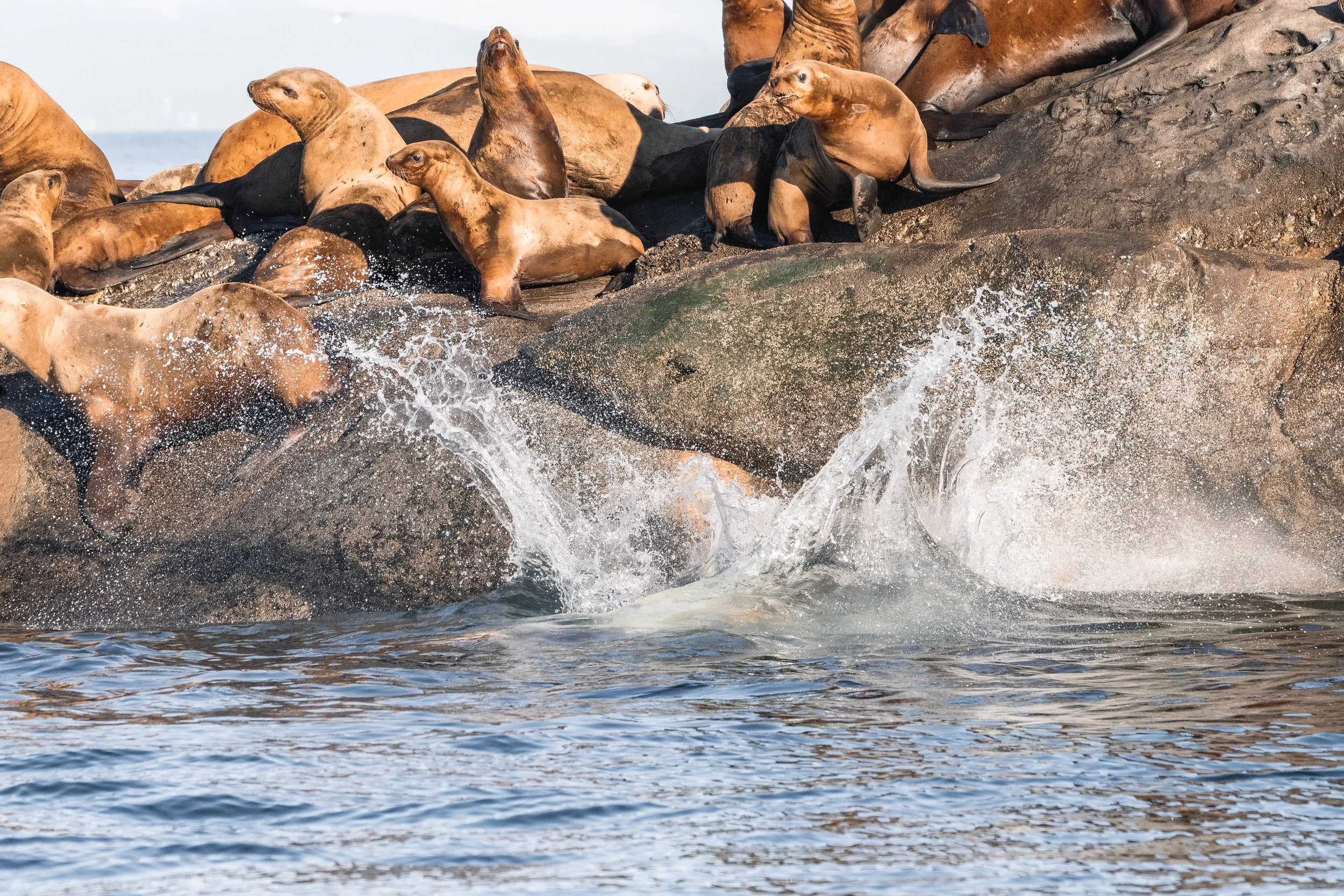 A Steller Sea Lion jumping into the water