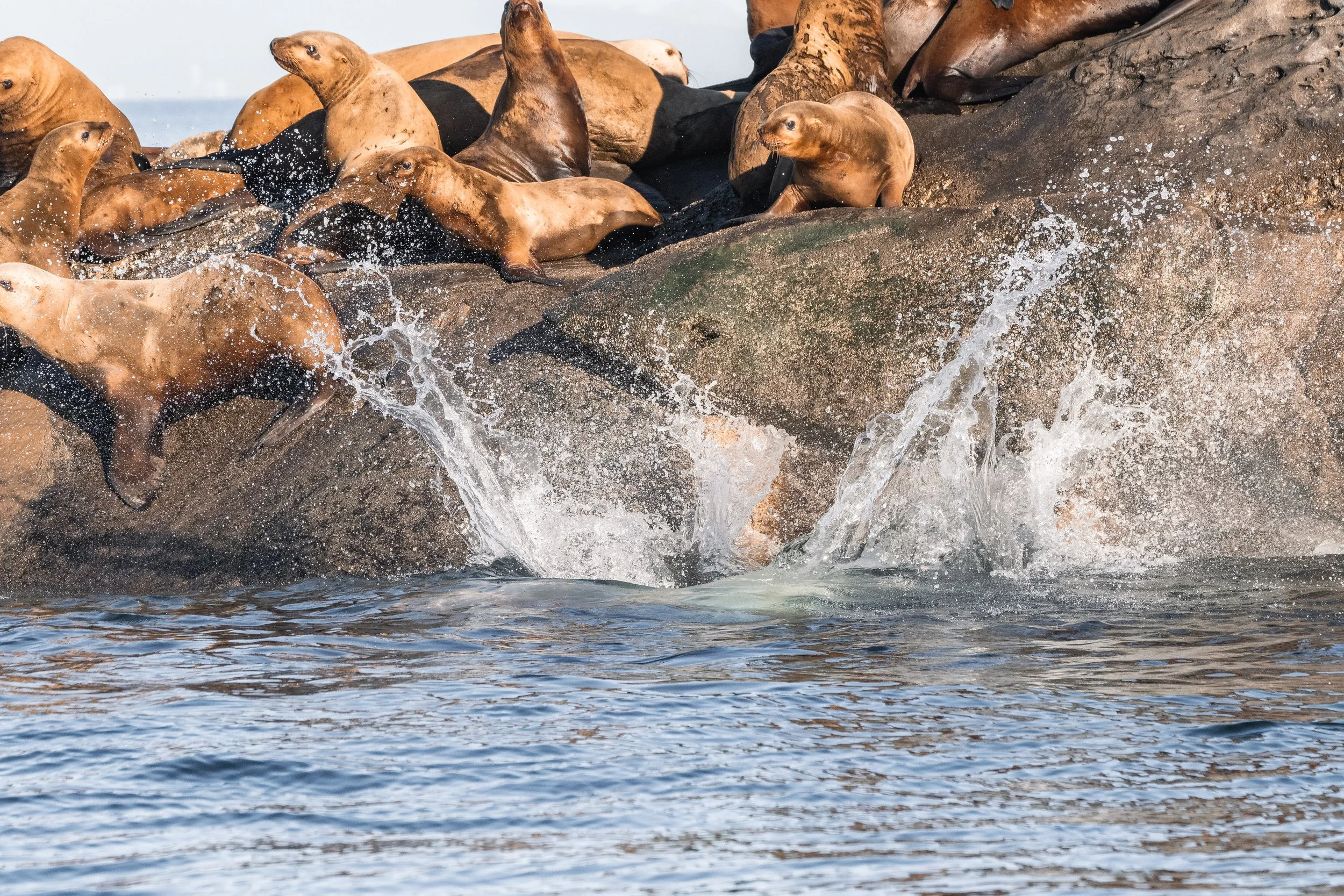 A Steller Sea Lion jumping into the water