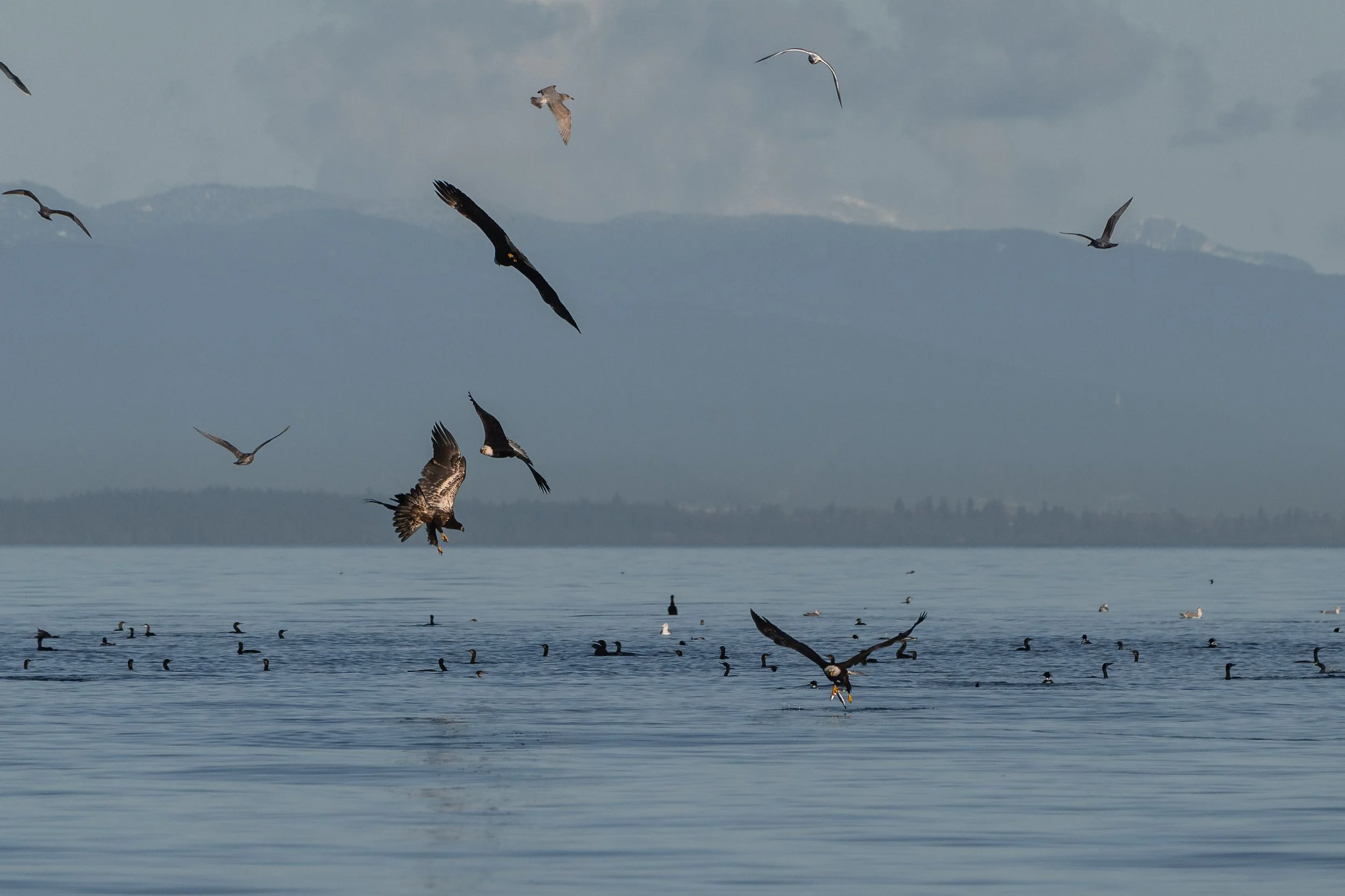 Bald Eagle Feeding Frenzy
