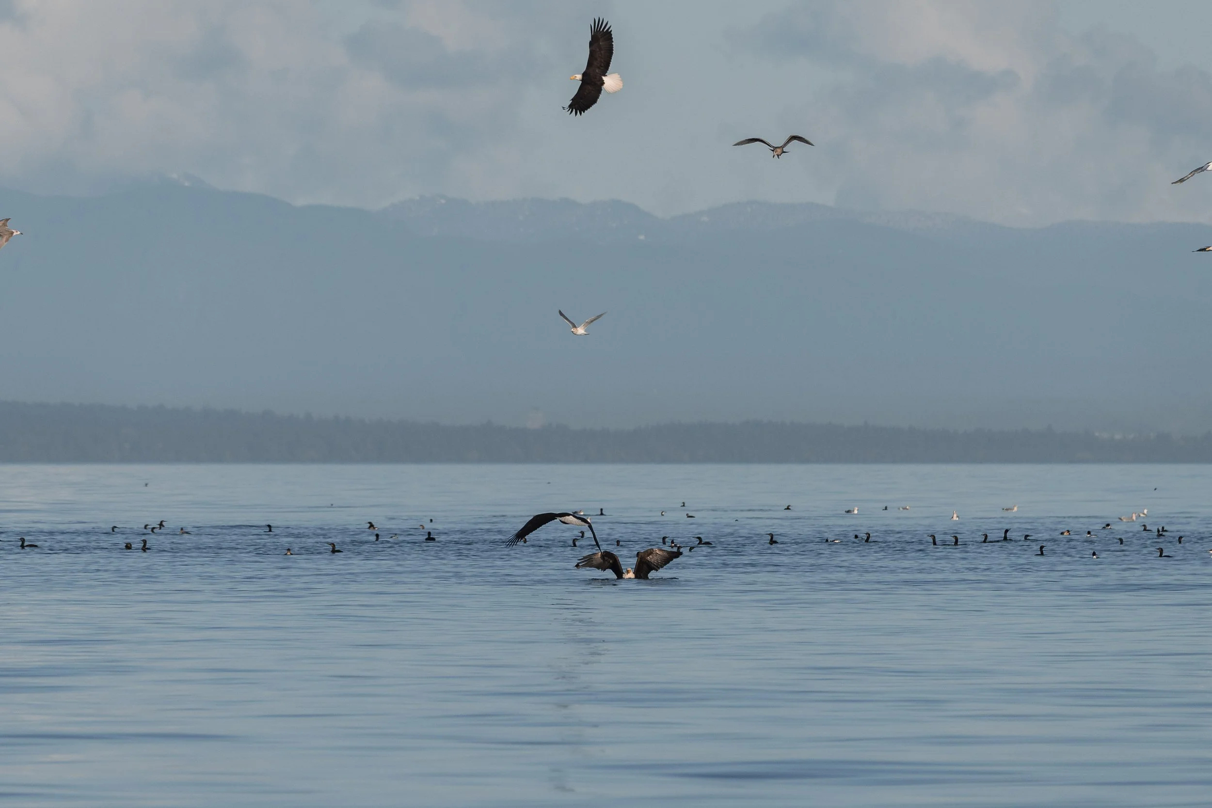 Bald Eagle Feeding Frenzy