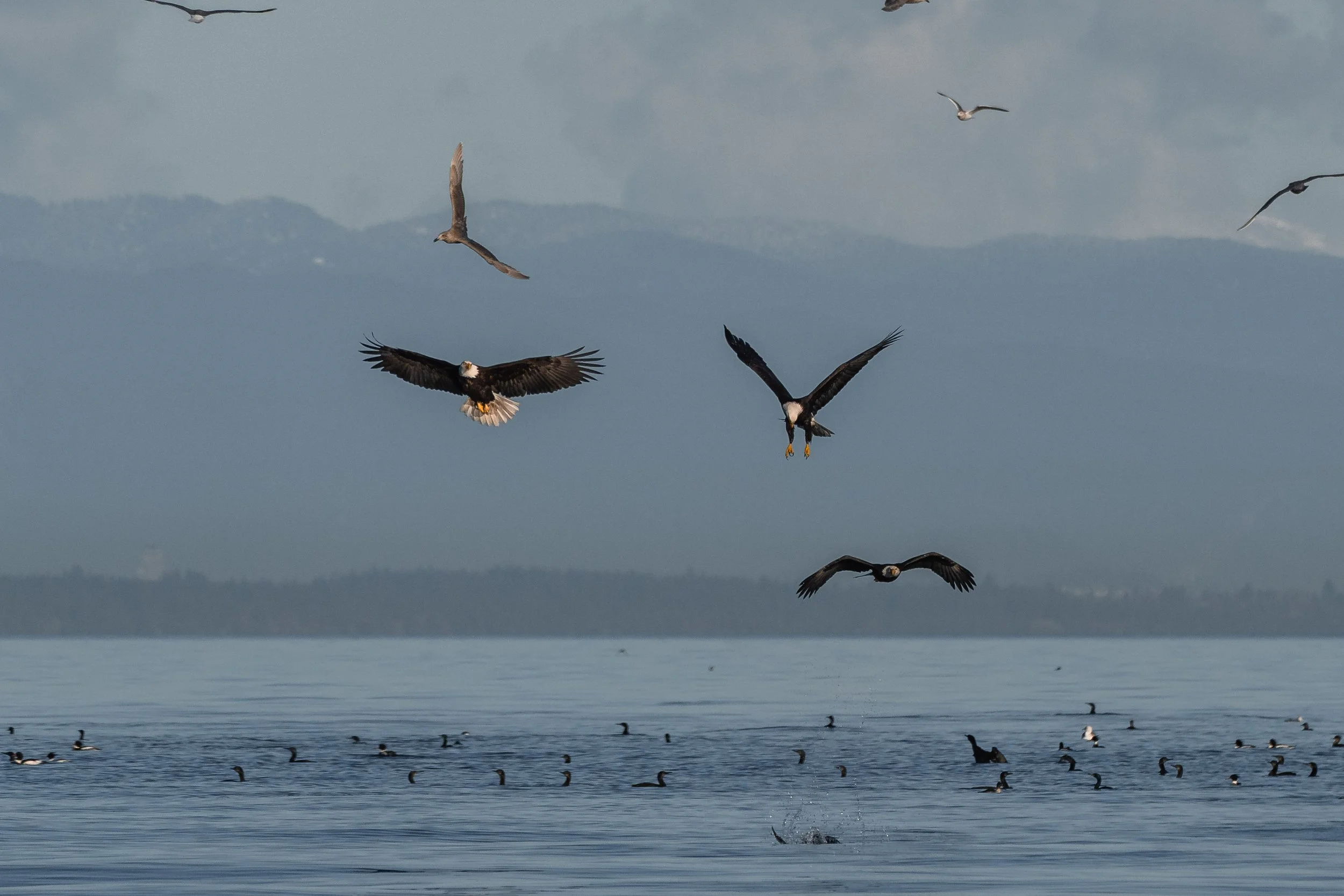 Bald Eagle Feeding Frenzy