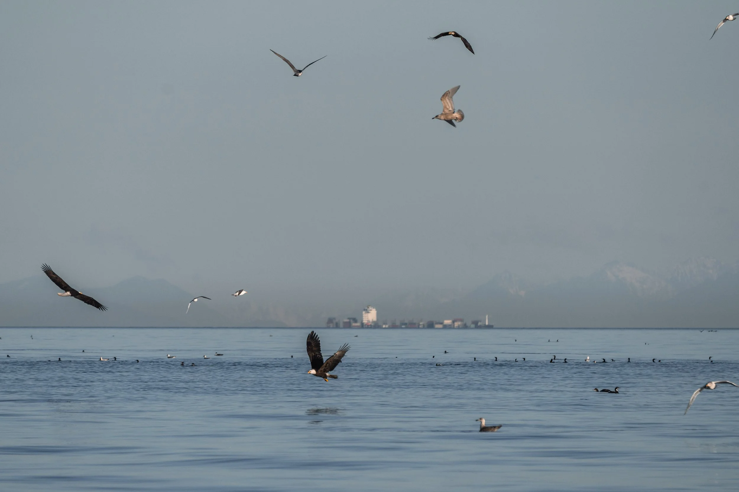 Bald Eagle Feeding Frenzy