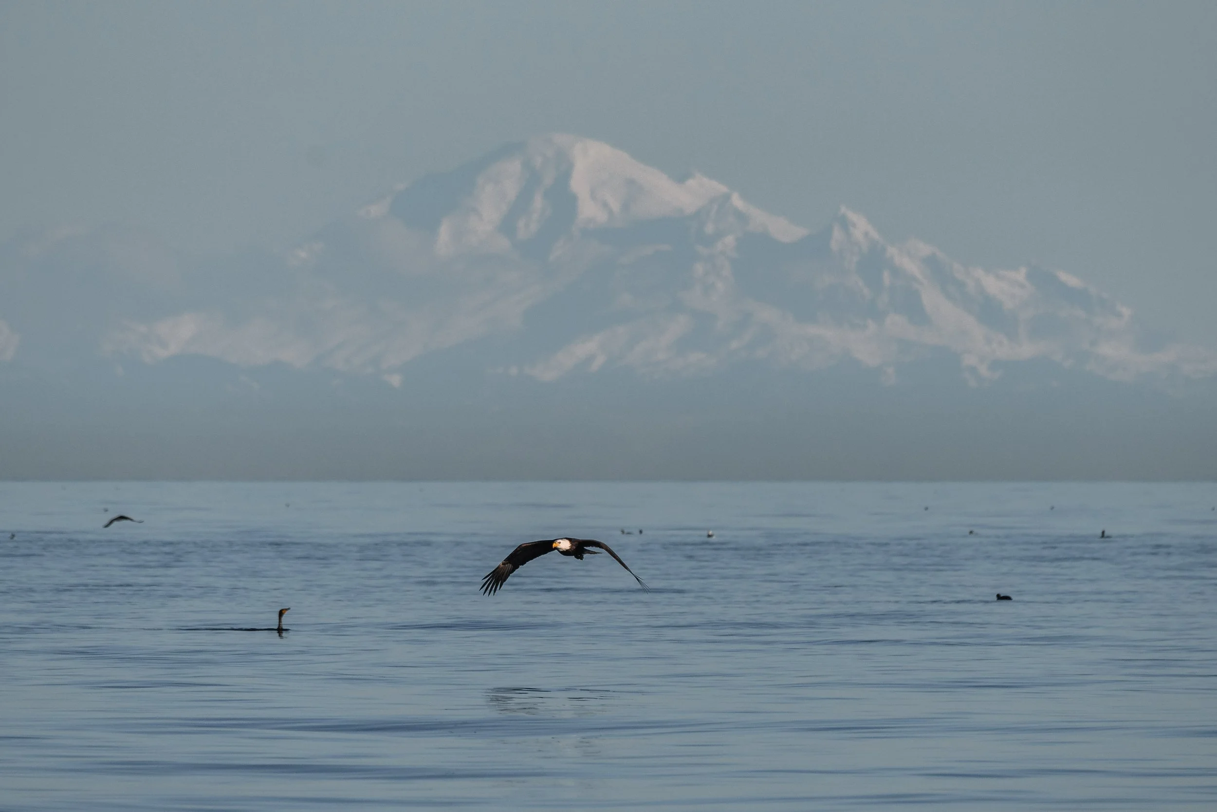 Bald Eagle Feeding Frenzy