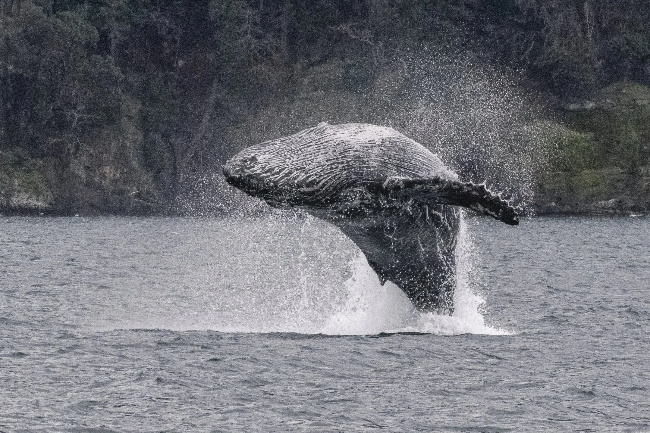 February 16, 2026 - Jumping for joy - first humpback of the season!