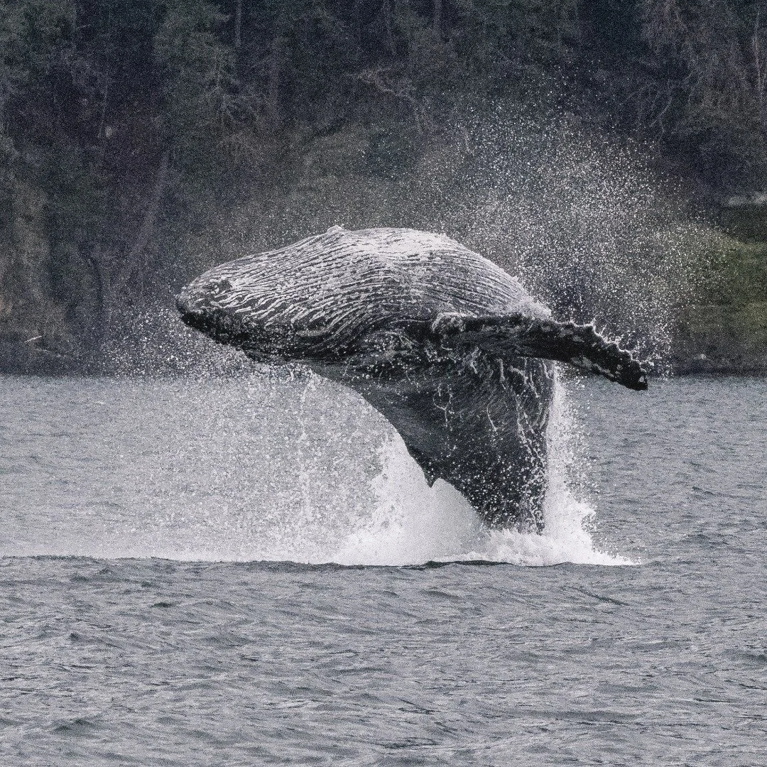 Did you know we've already seen our first humpback of the season? 🐋

While we do not see a lot of humpbacks at the start of the year, our first humpback in 2025 was on February 23rd - this sighting was a whole week earlier than last year's!

During 