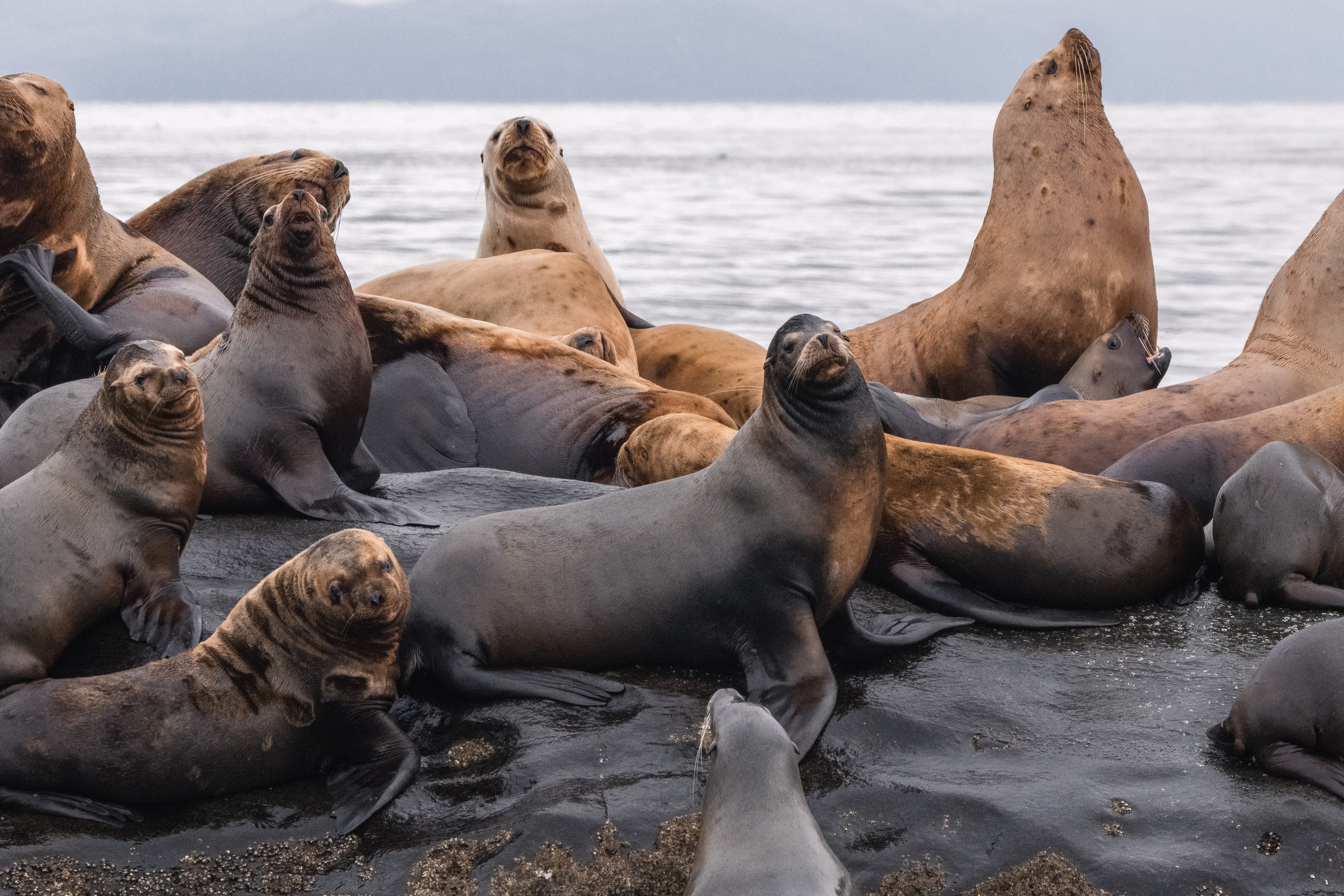 February 18, 2026 - Spending time with Pinnipeds of all kinds!