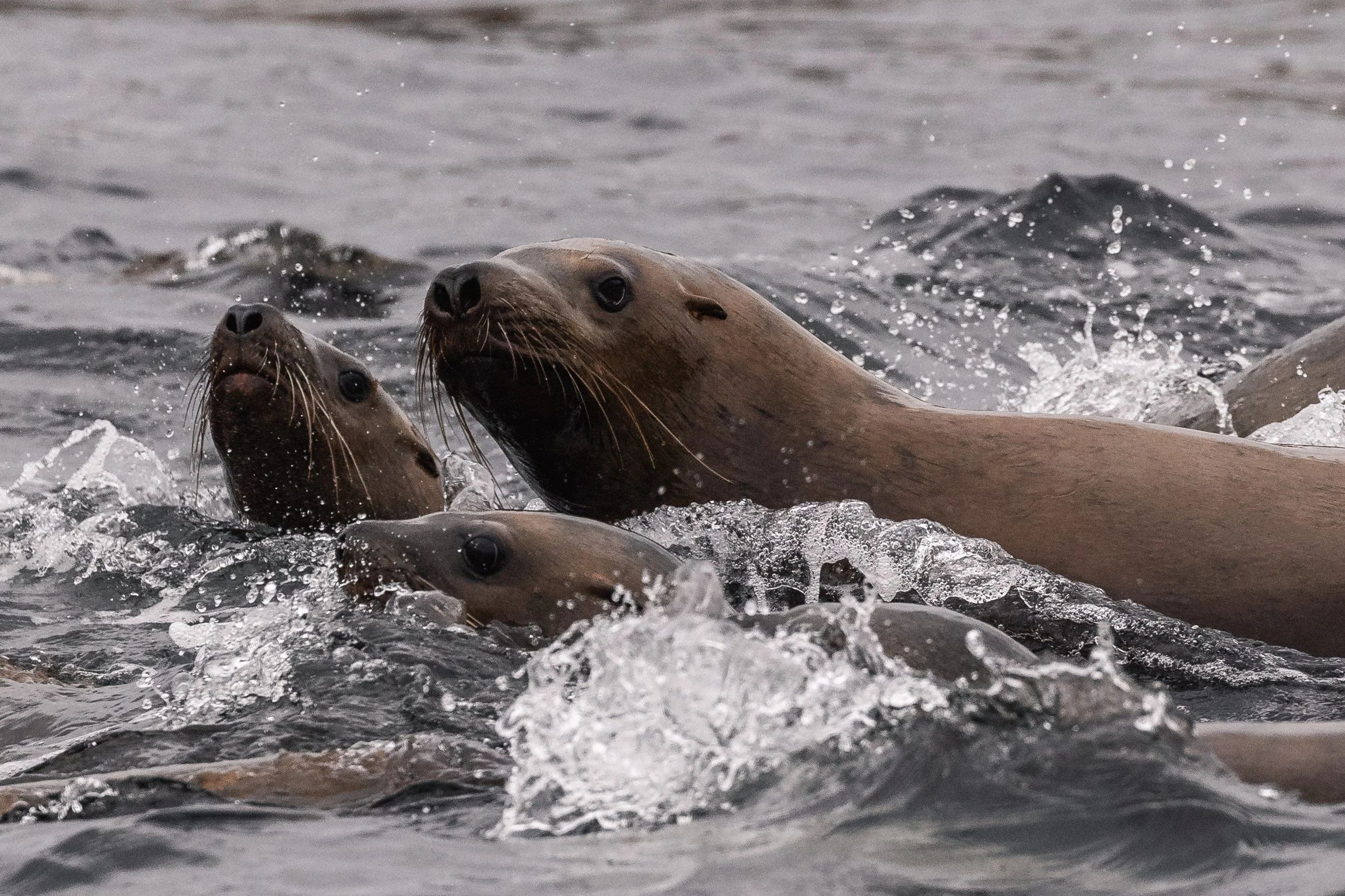 February 20, 2026 - Sleet and Sea Lions in the Salish Sea