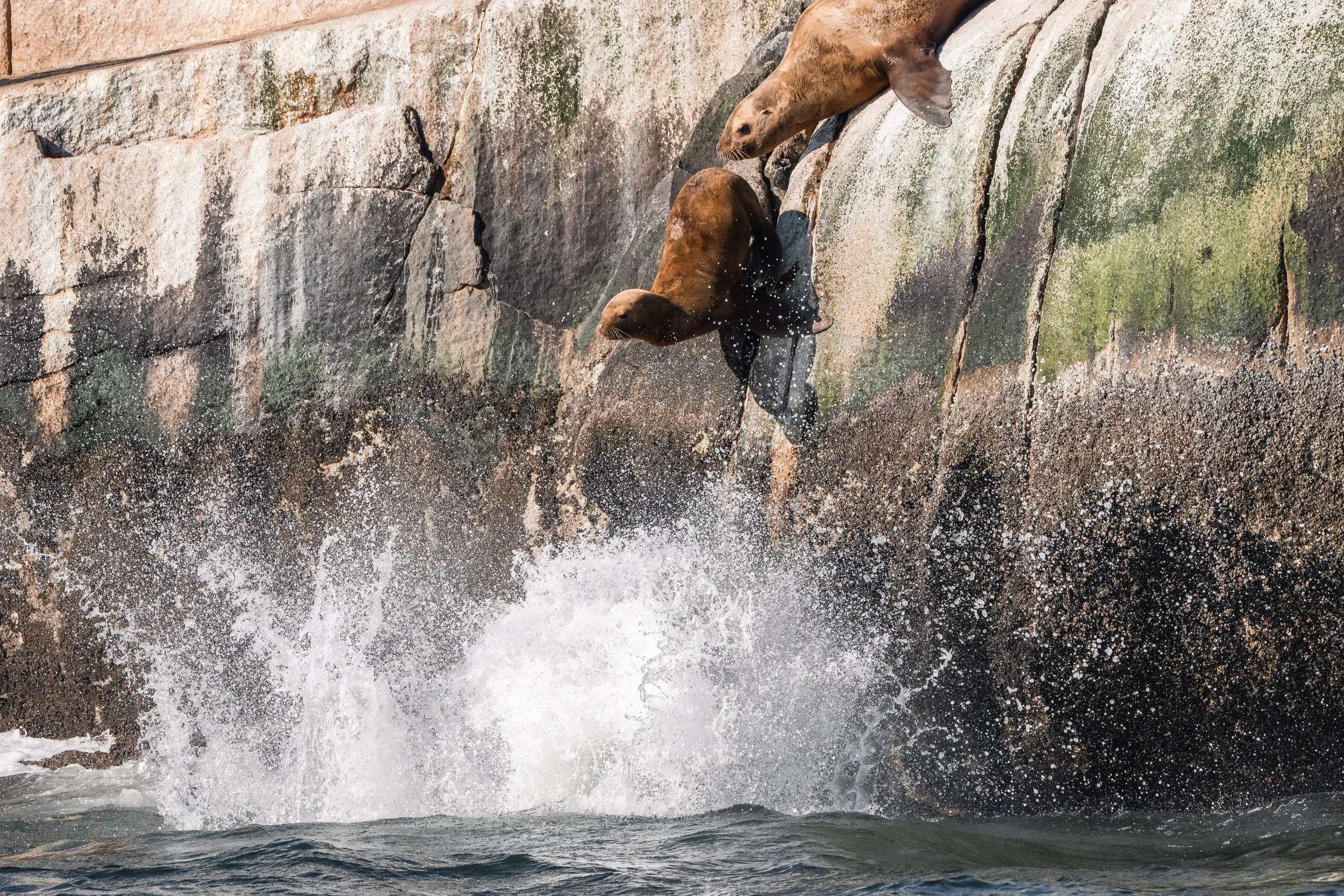 Steller Sea Lions diving from the White Islets