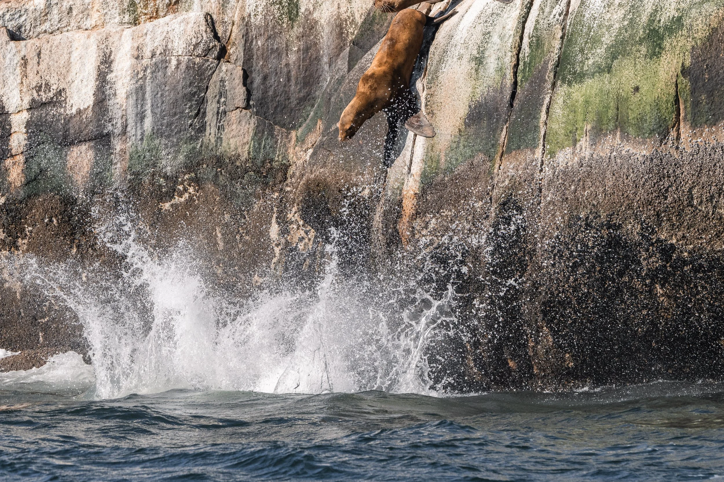 Steller Sea Lions diving from the White Islets