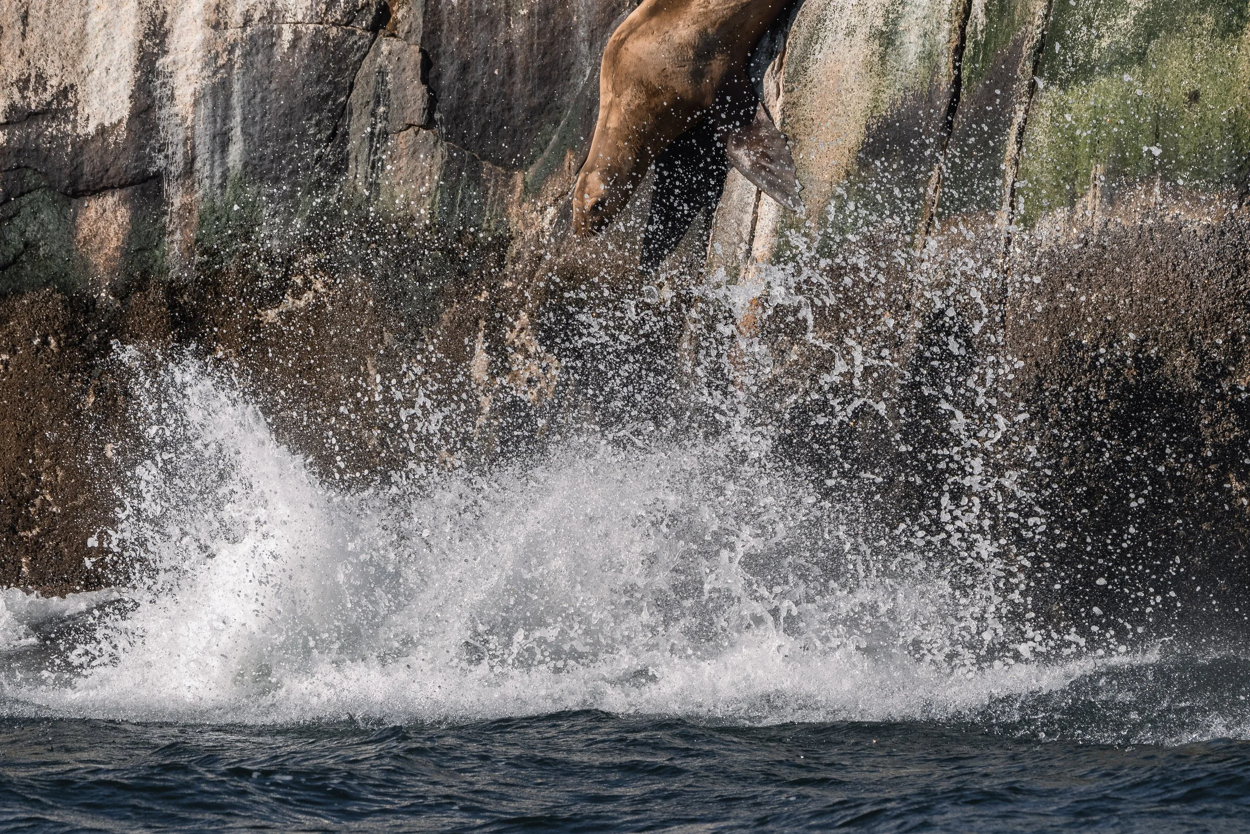 Steller Sea Lions diving from the White Islets