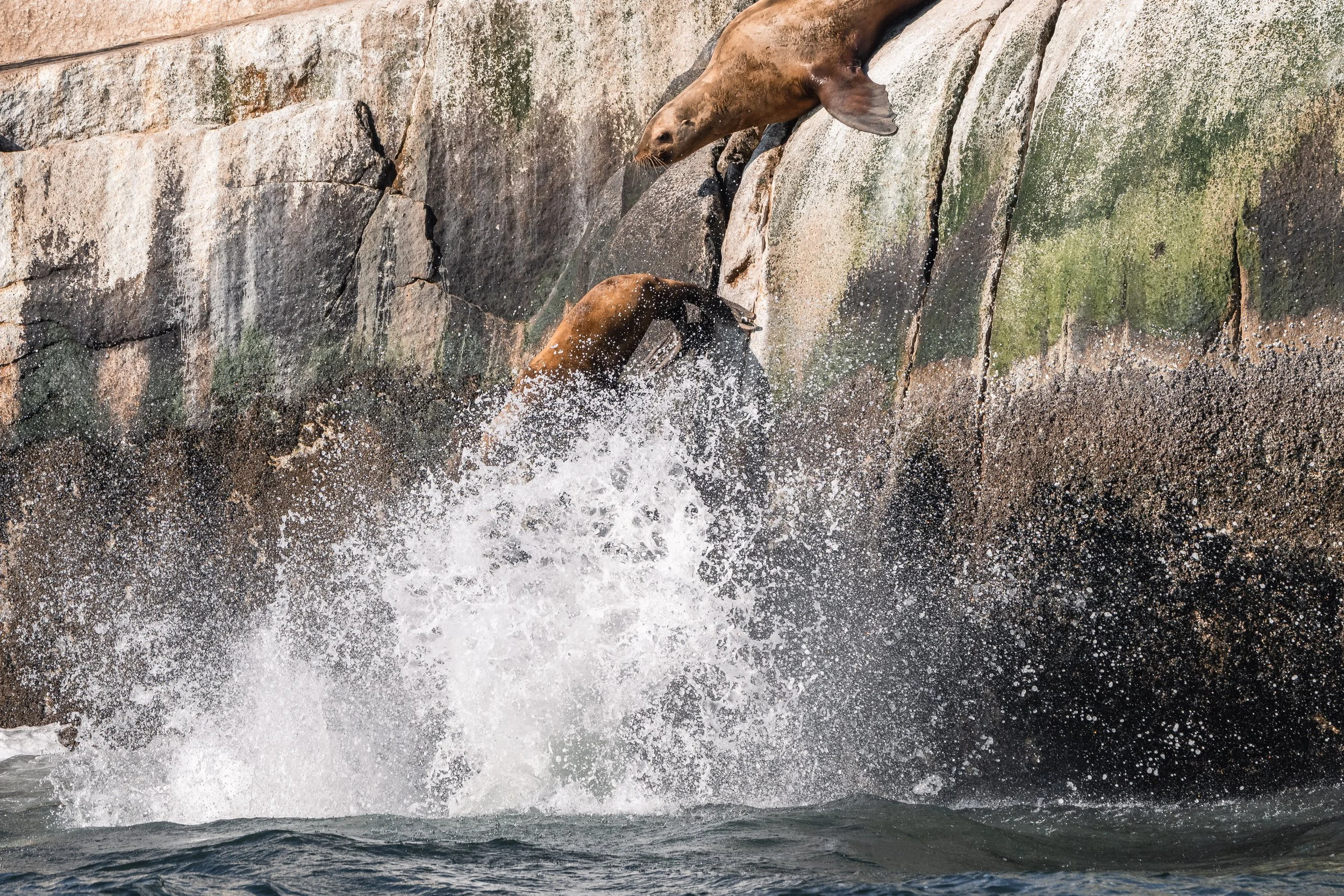 Steller Sea Lions diving from the White Islets