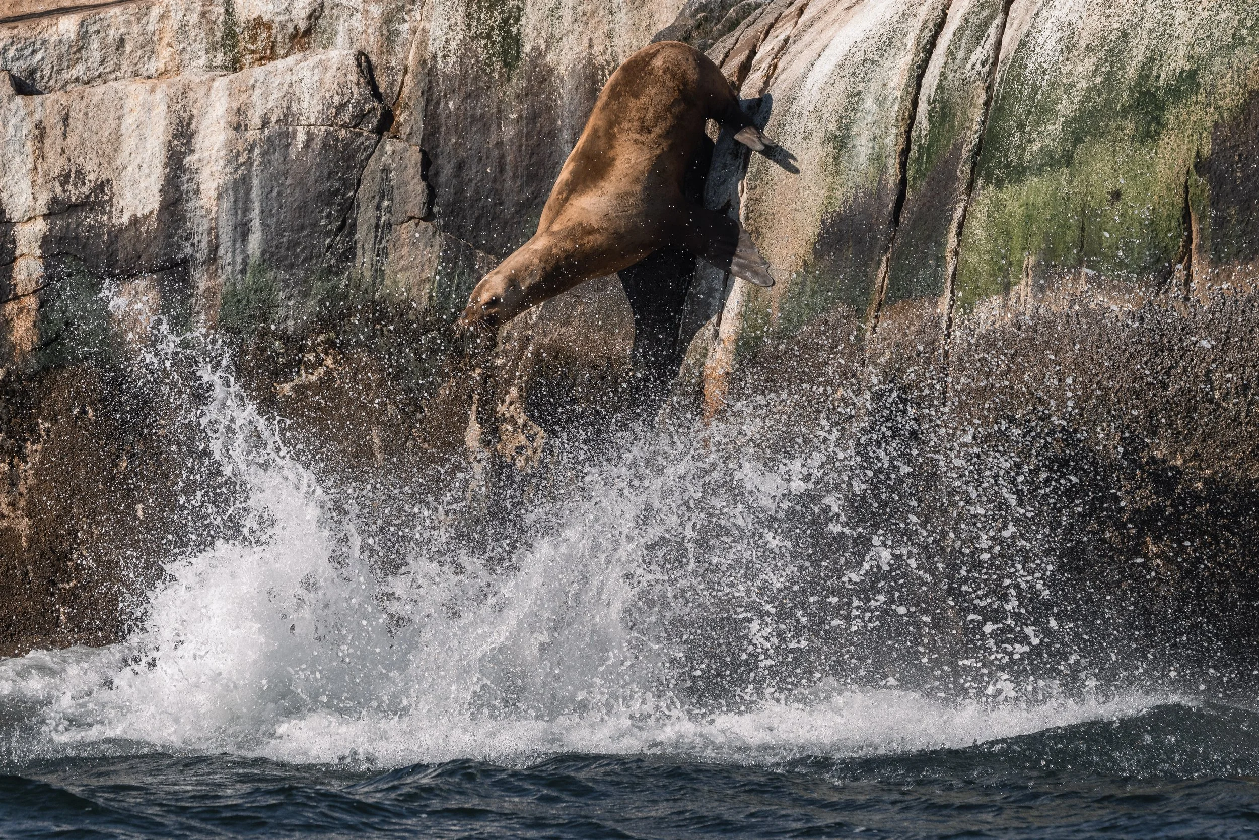 Steller Sea Lions diving from the White Islets