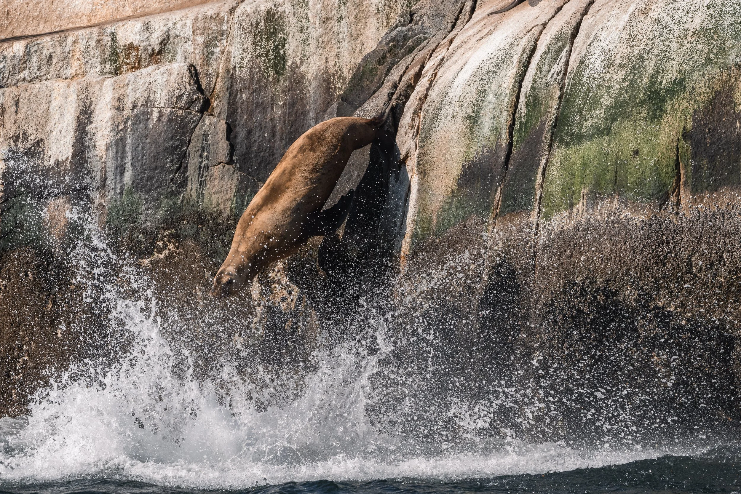 Steller Sea Lions diving from the White Islets