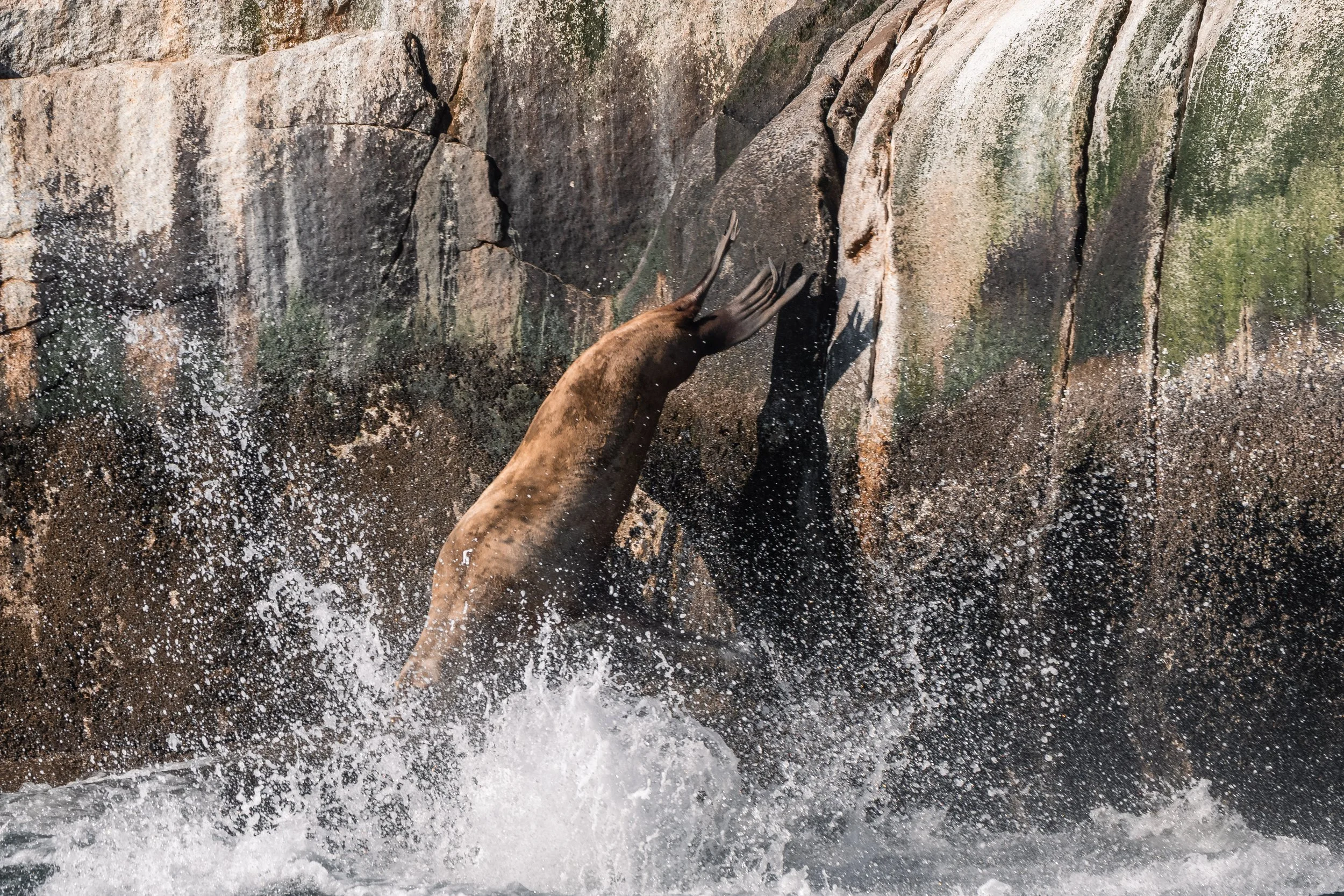 Steller Sea Lions diving from the White Islets