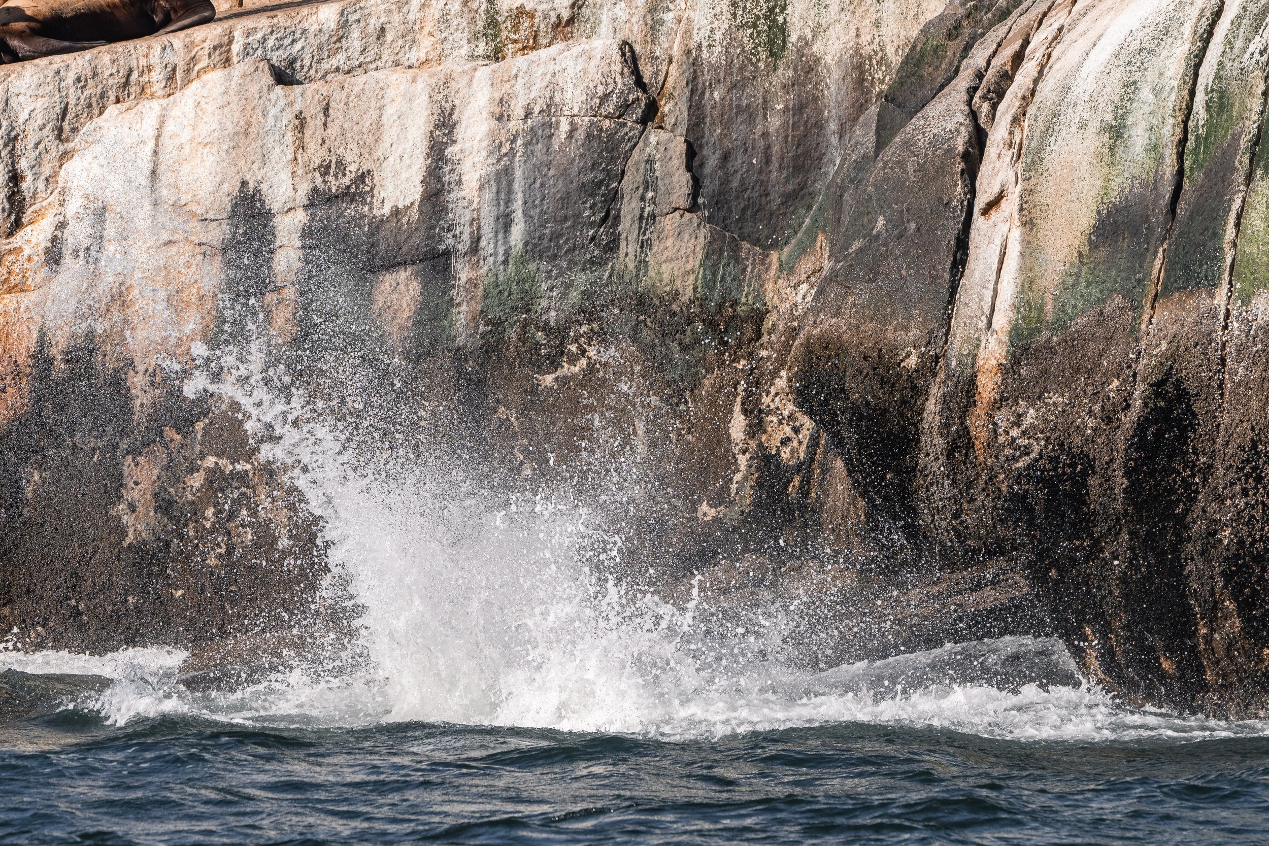 Steller Sea Lions diving from the White Islets