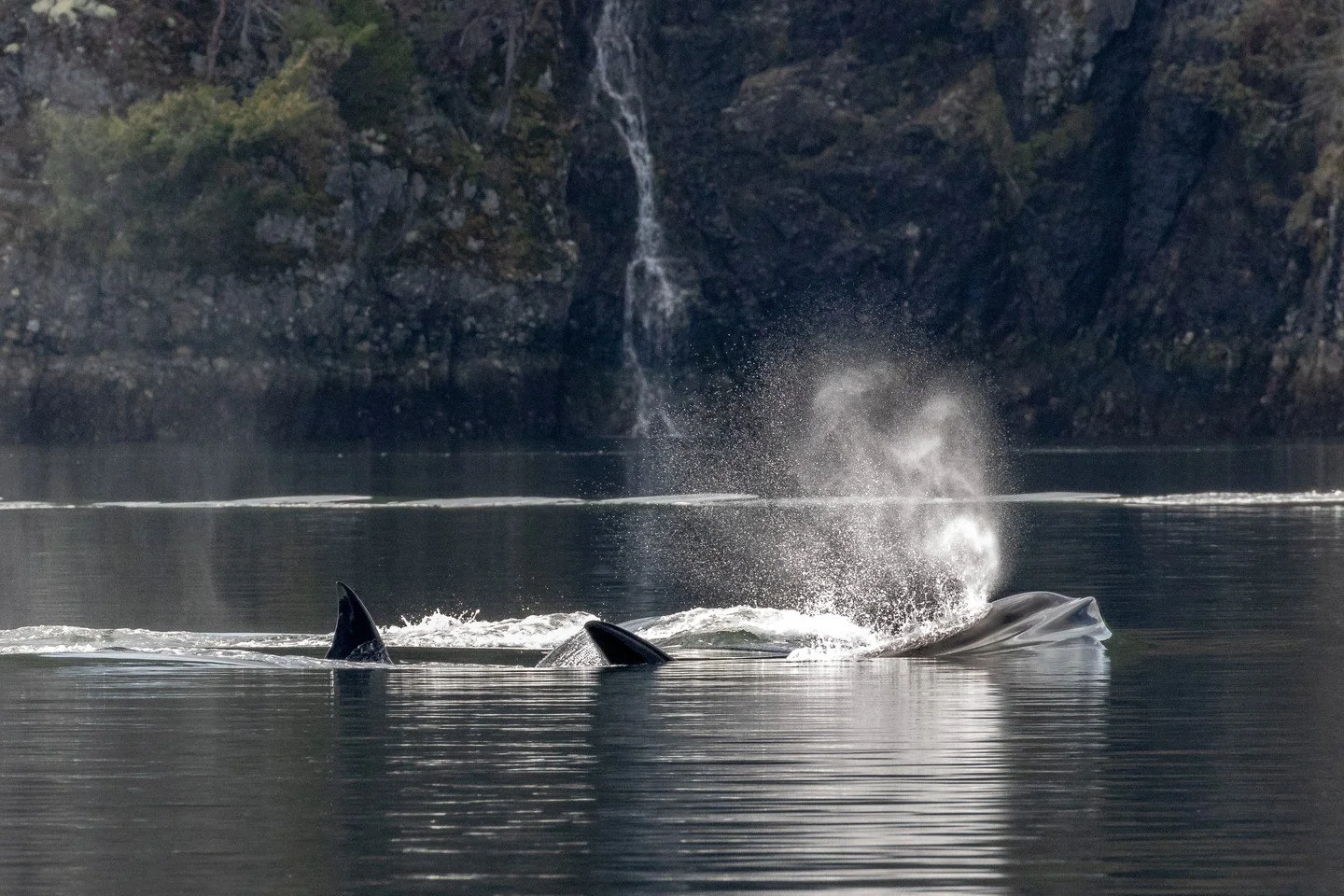 Have you ever wondered what makes the Salish Sea one of the best places in the world to watch whales?

Every year, people travel from across the globe for the chance to see the incredible wildlife that calls this region home. But the real magic lies 